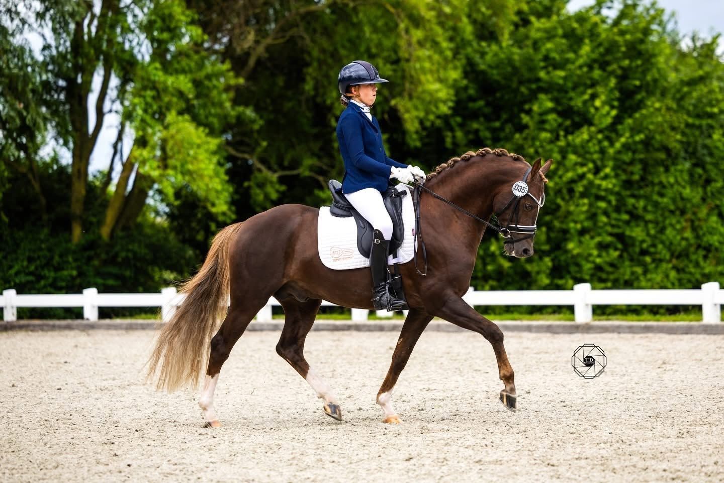 welsh dressuurpony merrie 0 años vos en venta - Foto 6