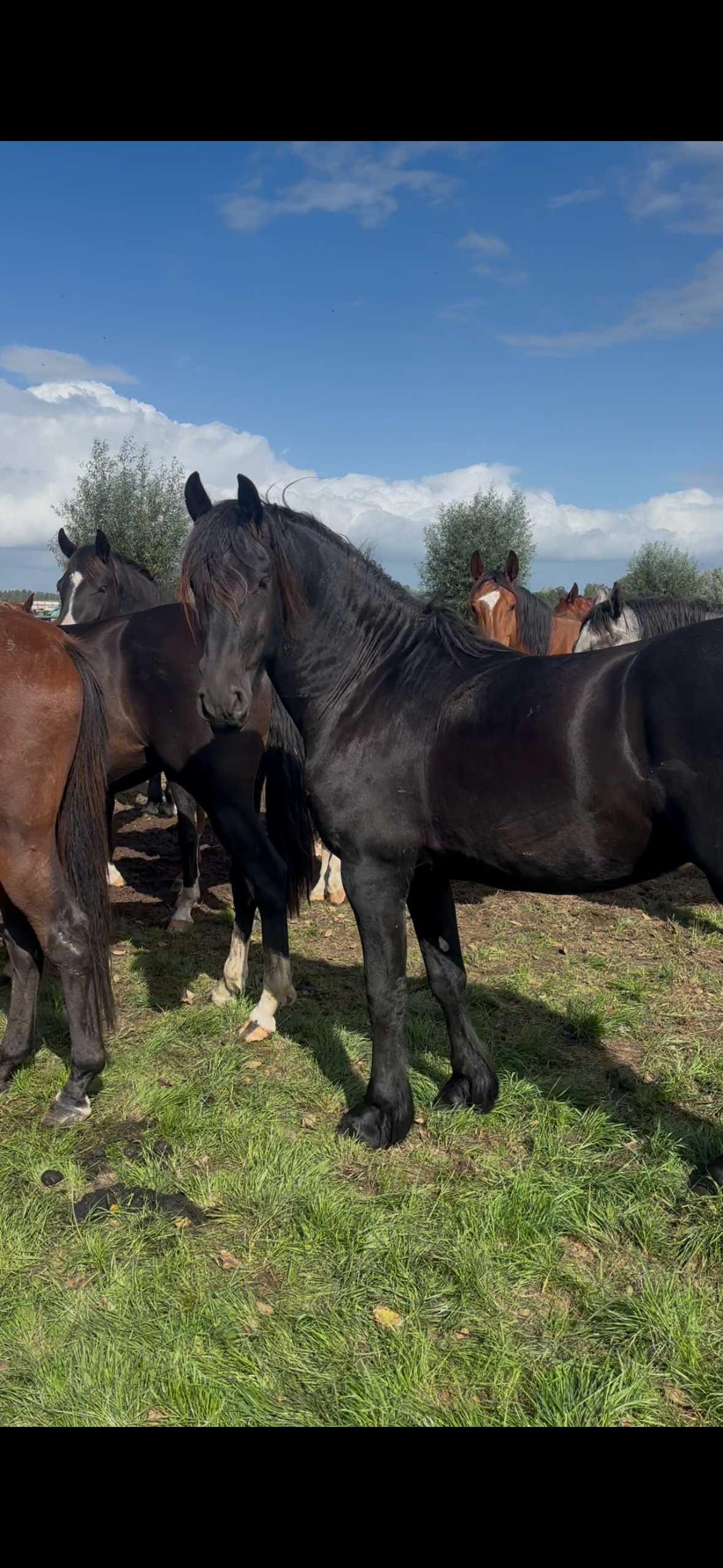 fries hengst 3 år zwart till salu - Foto 3