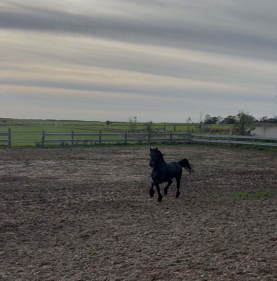 fries hengst 3 år zwart till salu - Foto 2