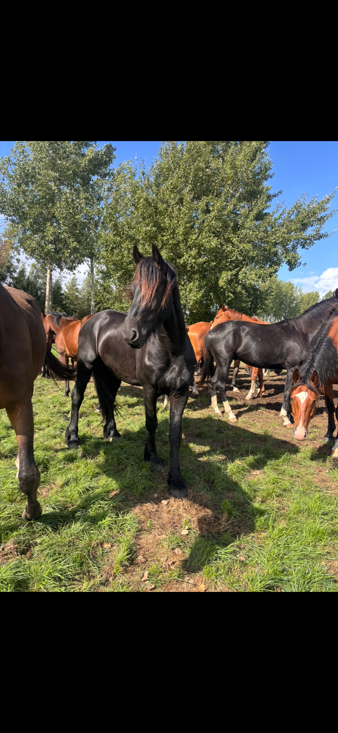 fries hengst 3 år zwart till salu - Foto 4