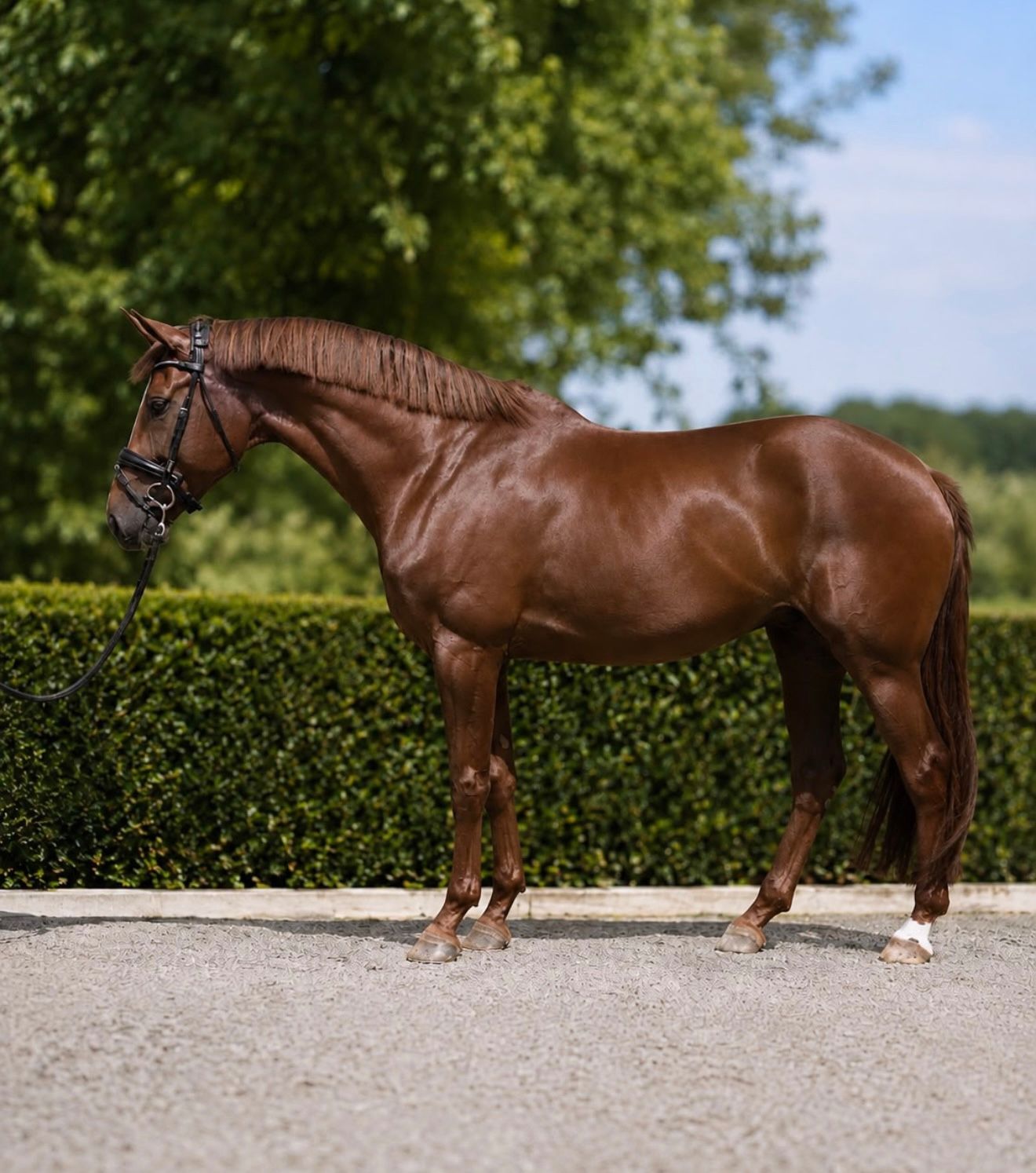 kwpn dressuurpaard merrie 5 år vos till salu - Foto 2