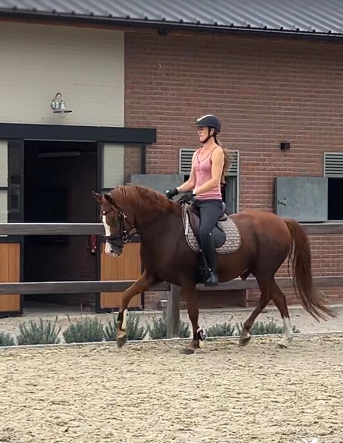 bwp dressuurpony ruin 5 år vos till salu - Foto 2