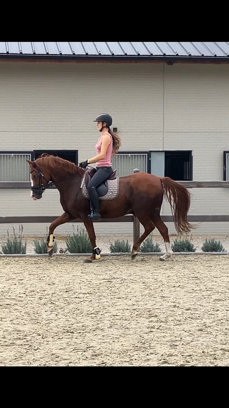 bwp dressuurpony ruin 5 år vos till salu - Foto 3
