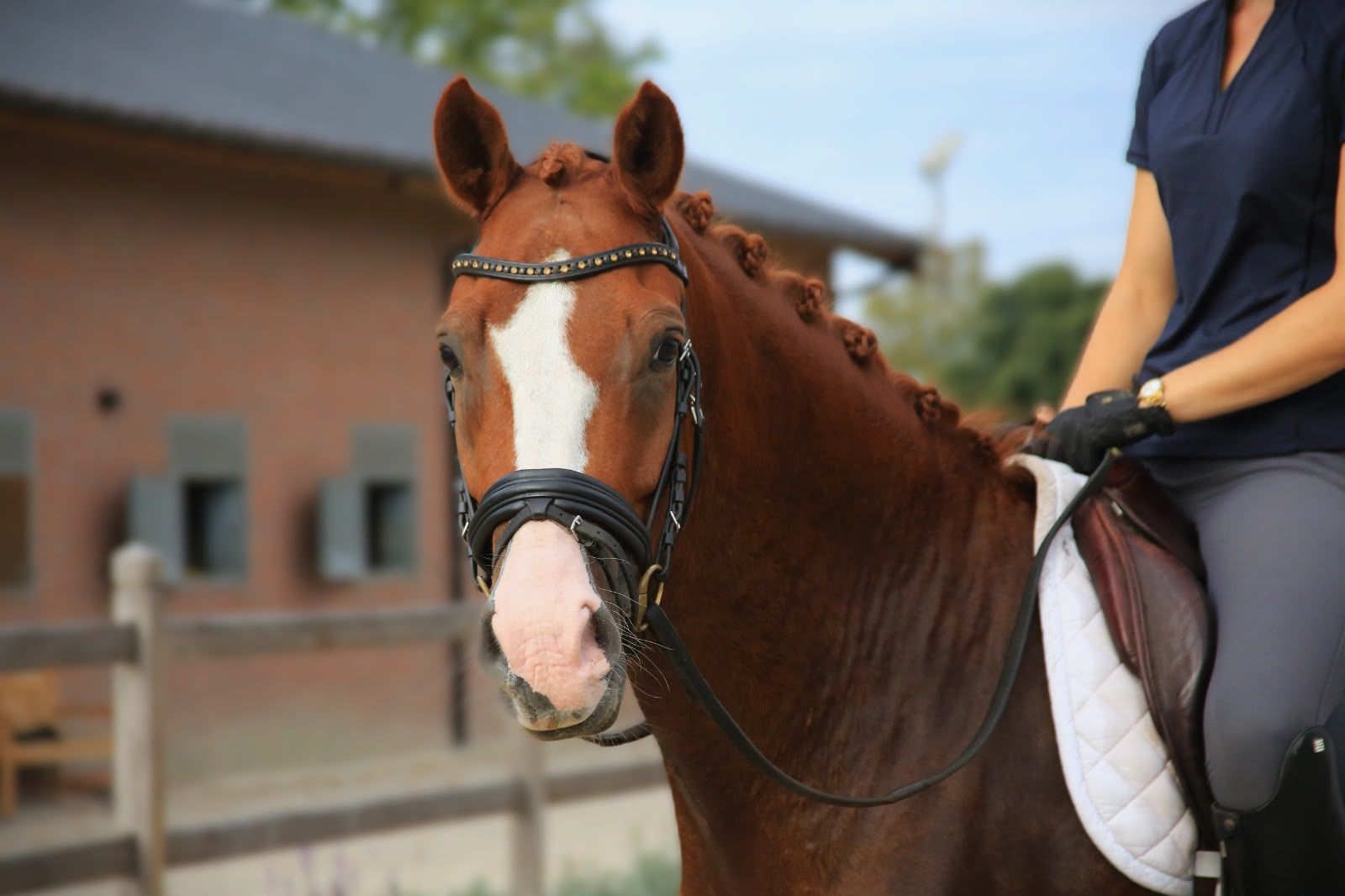 Knappe 5-jarige E pony van FS Numero Uno