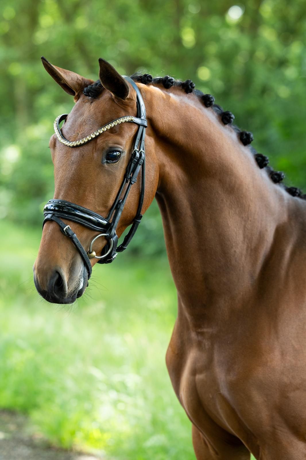 Talented 3-year-old gelding