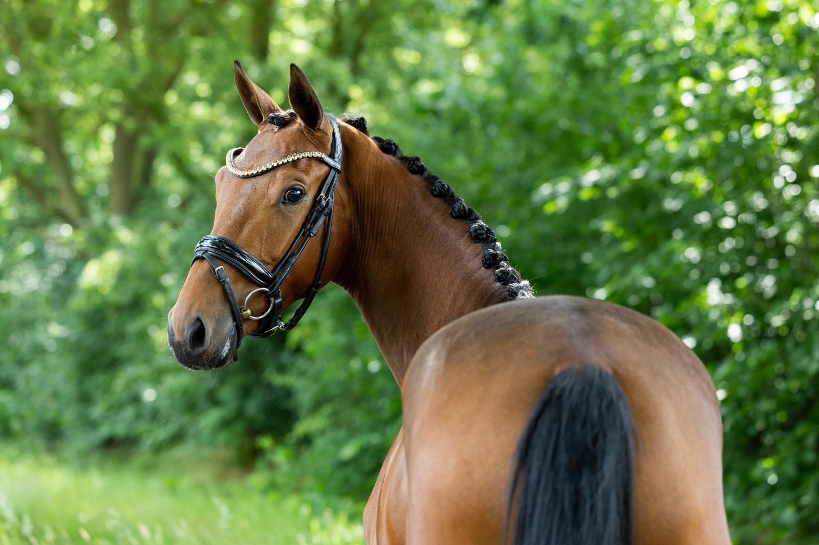 kwpn dressuurpaard ruin 3 ani bruin de vânzare - Foto 2