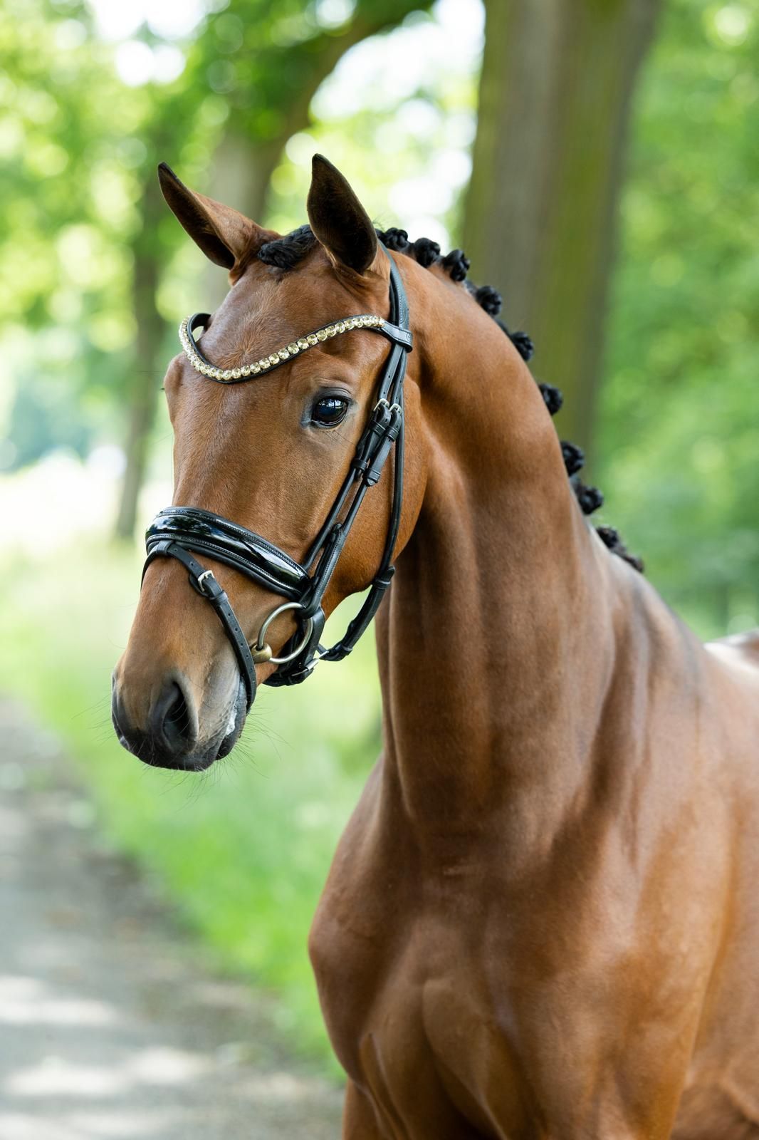 kwpn dressuurpaard ruin 3 ani bruin de vânzare - Foto 4
