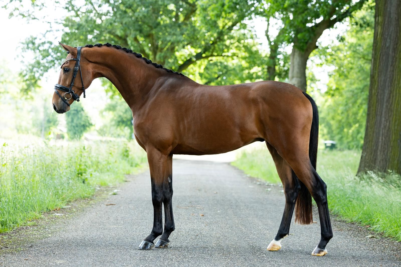 kwpn dressuurpaard ruin 3 ani bruin de vânzare - Foto 3