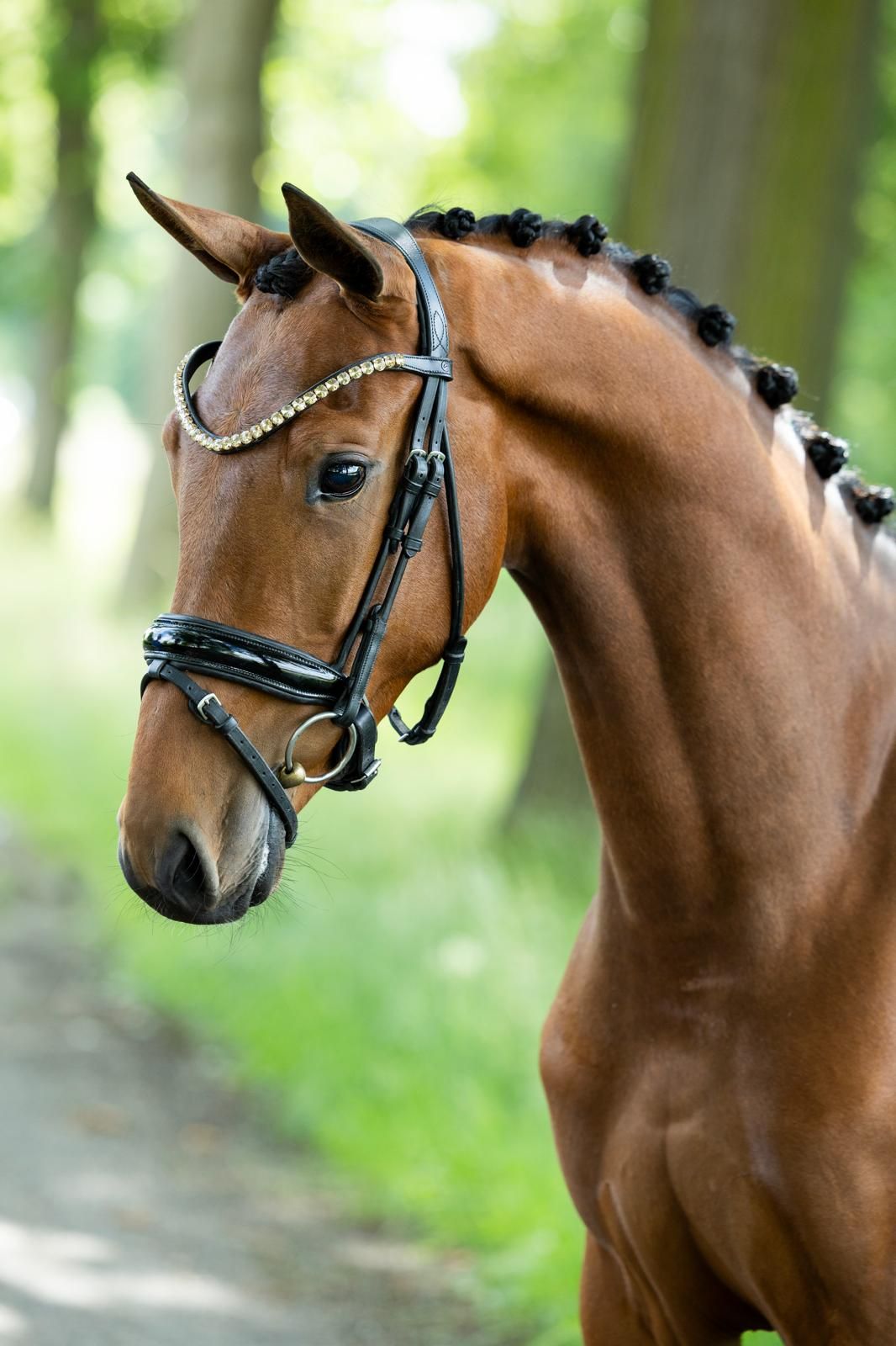 kwpn dressuurpaard ruin 3 ani bruin de vânzare - Foto 5
