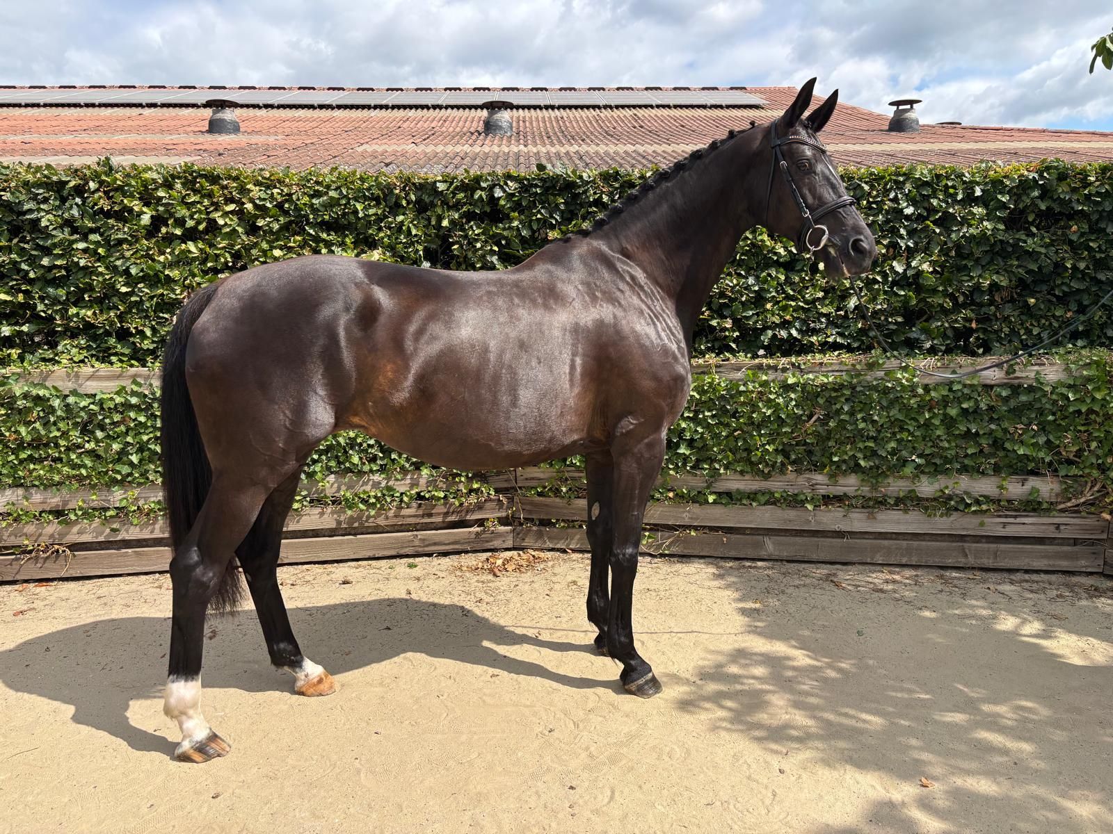 kwpn fokmerrie merrie 9 years old zwart for sale - Photo 2