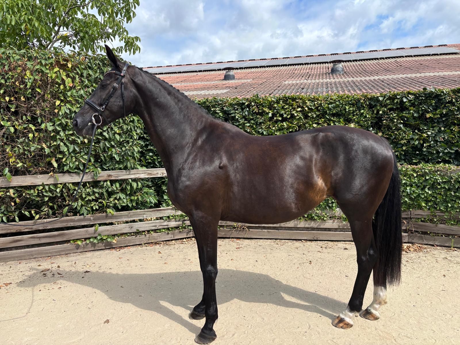 kwpn fokmerrie merrie 9 years old zwart for sale - Photo 3