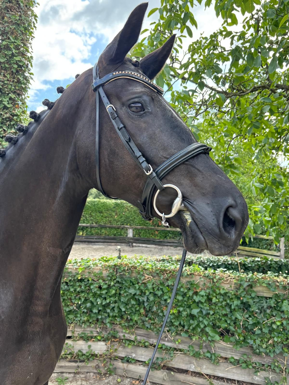 Pregnant broodmare for sale (dressage)