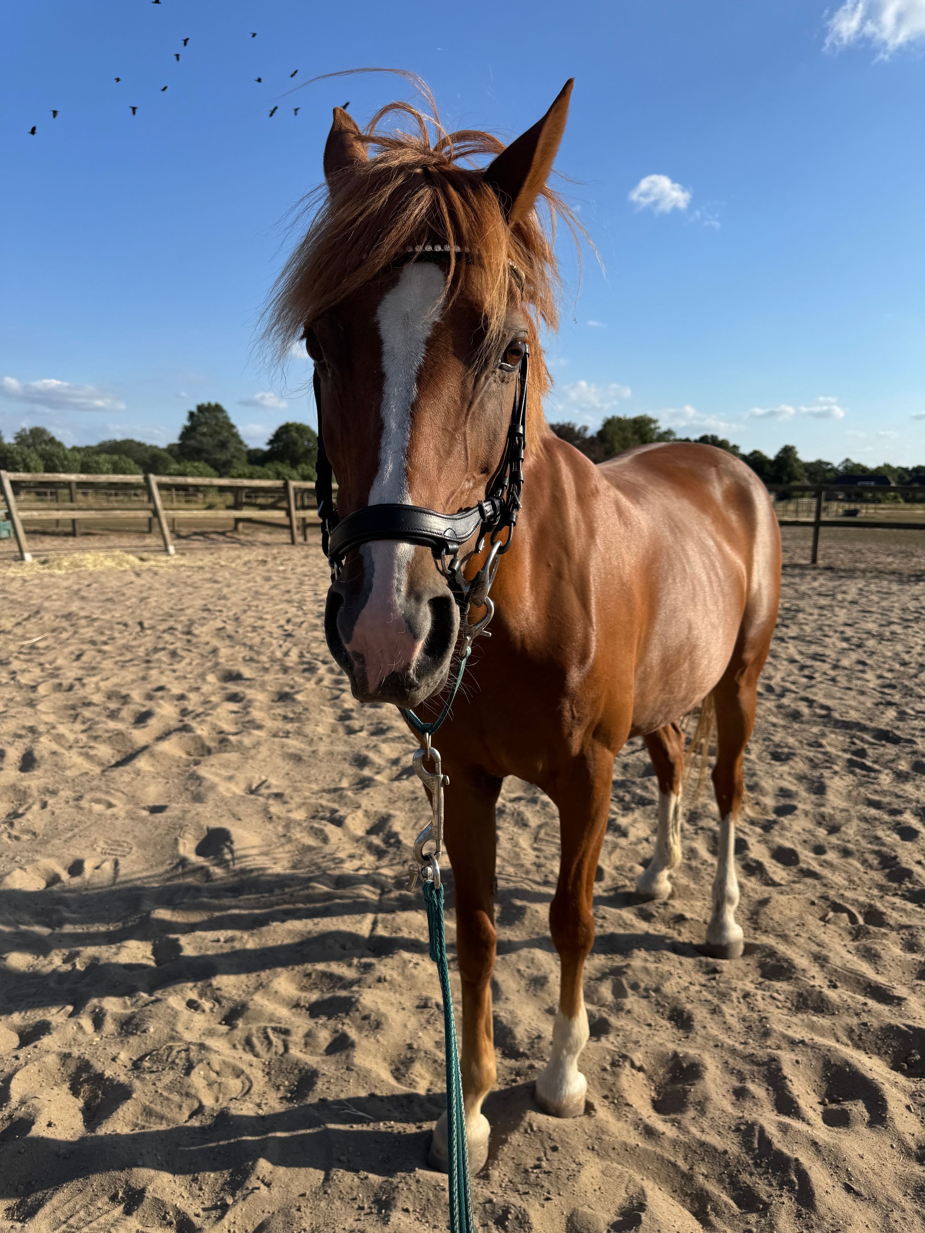 recreatie-pony merrie 15 years old vos for sale - Photo 6