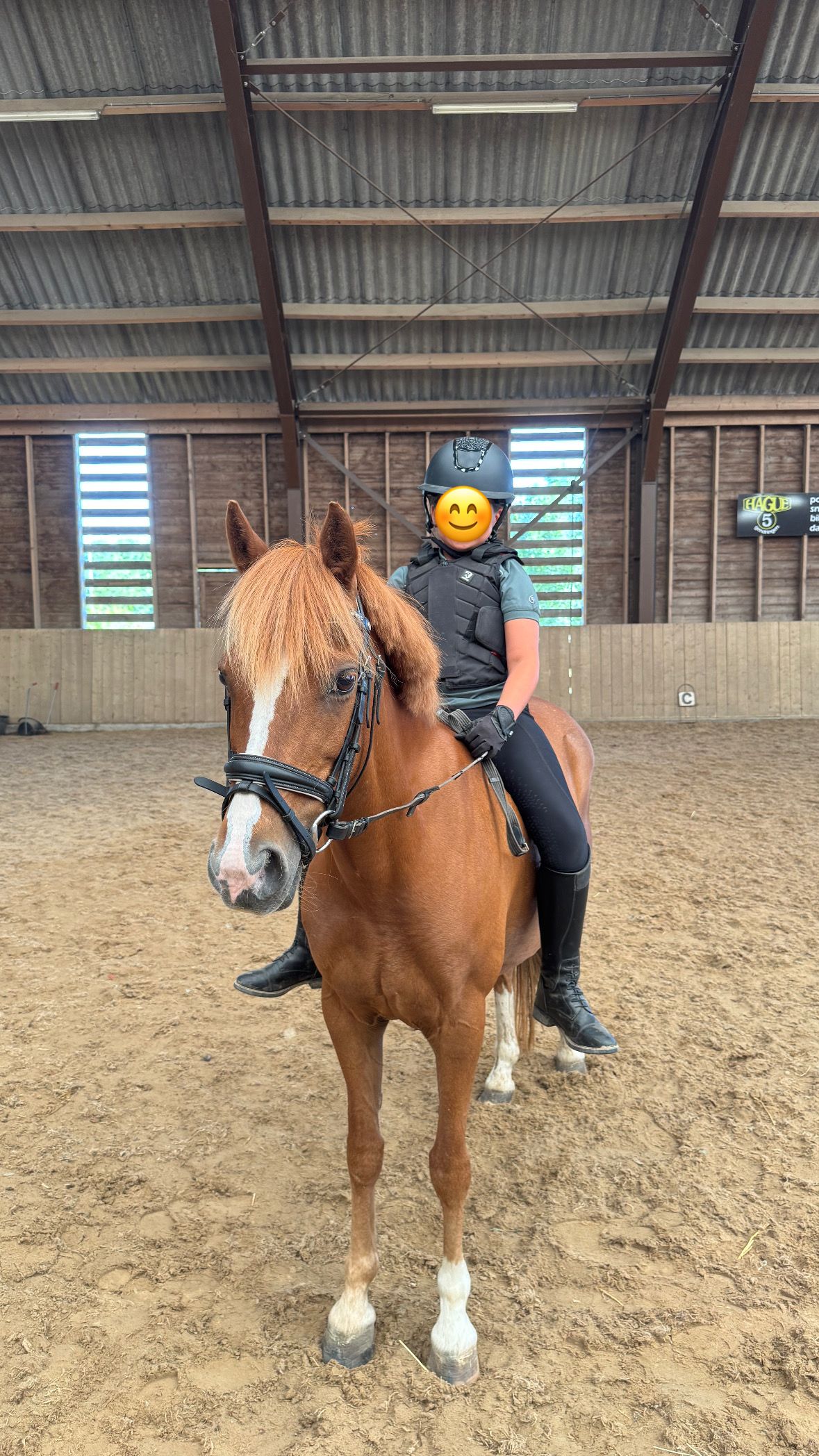 recreatie-pony merrie 15 years old vos for sale - Photo 3