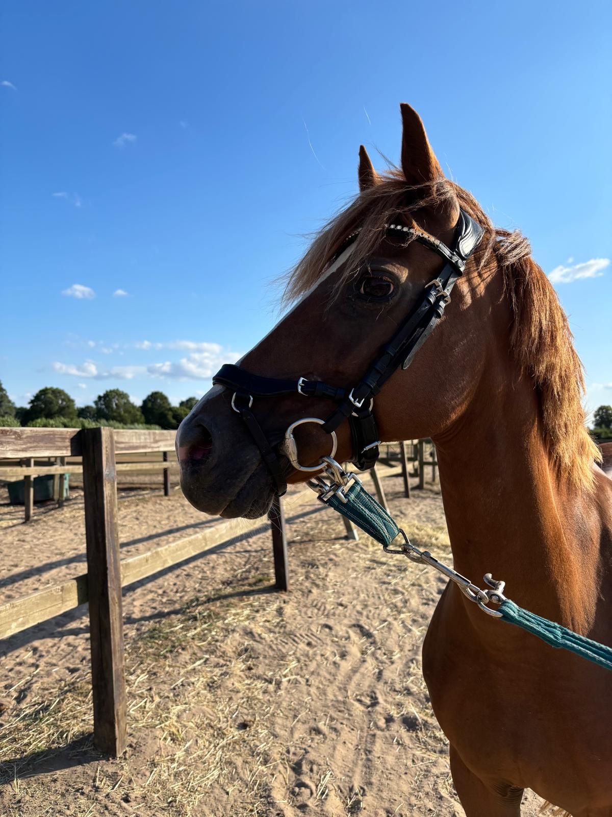 recreatie-pony merrie 15 years old vos for sale - Photo 5