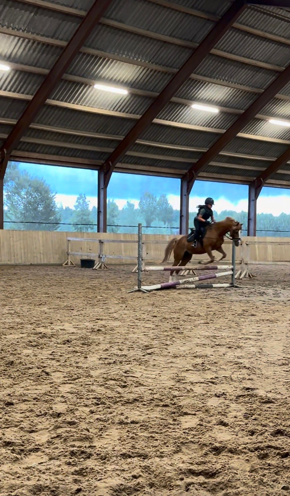 recreatie-pony merrie 15 years old vos for sale - Photo 2