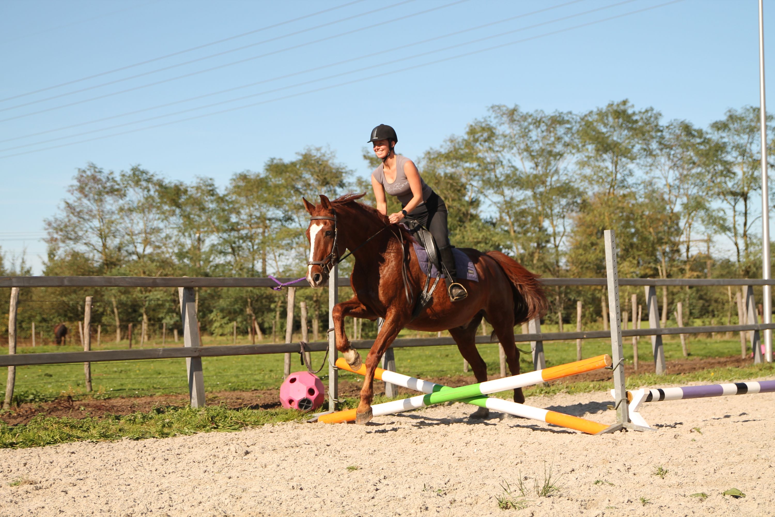 kwpn dressuurpaard ruin 17 سنوات vos للبيع - صورة 5