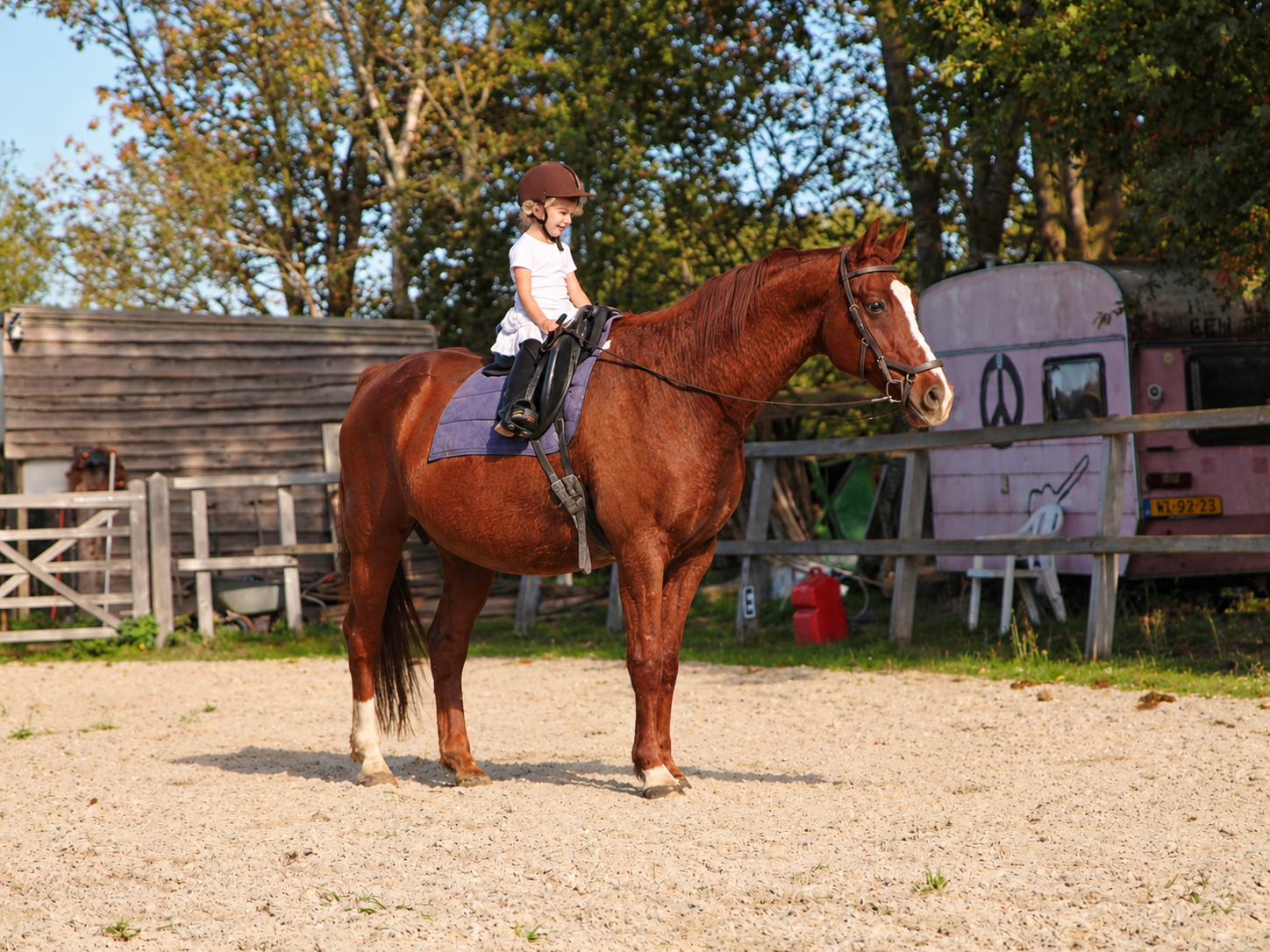 kwpn dressuurpaard ruin 17 سنوات vos للبيع - صورة 3