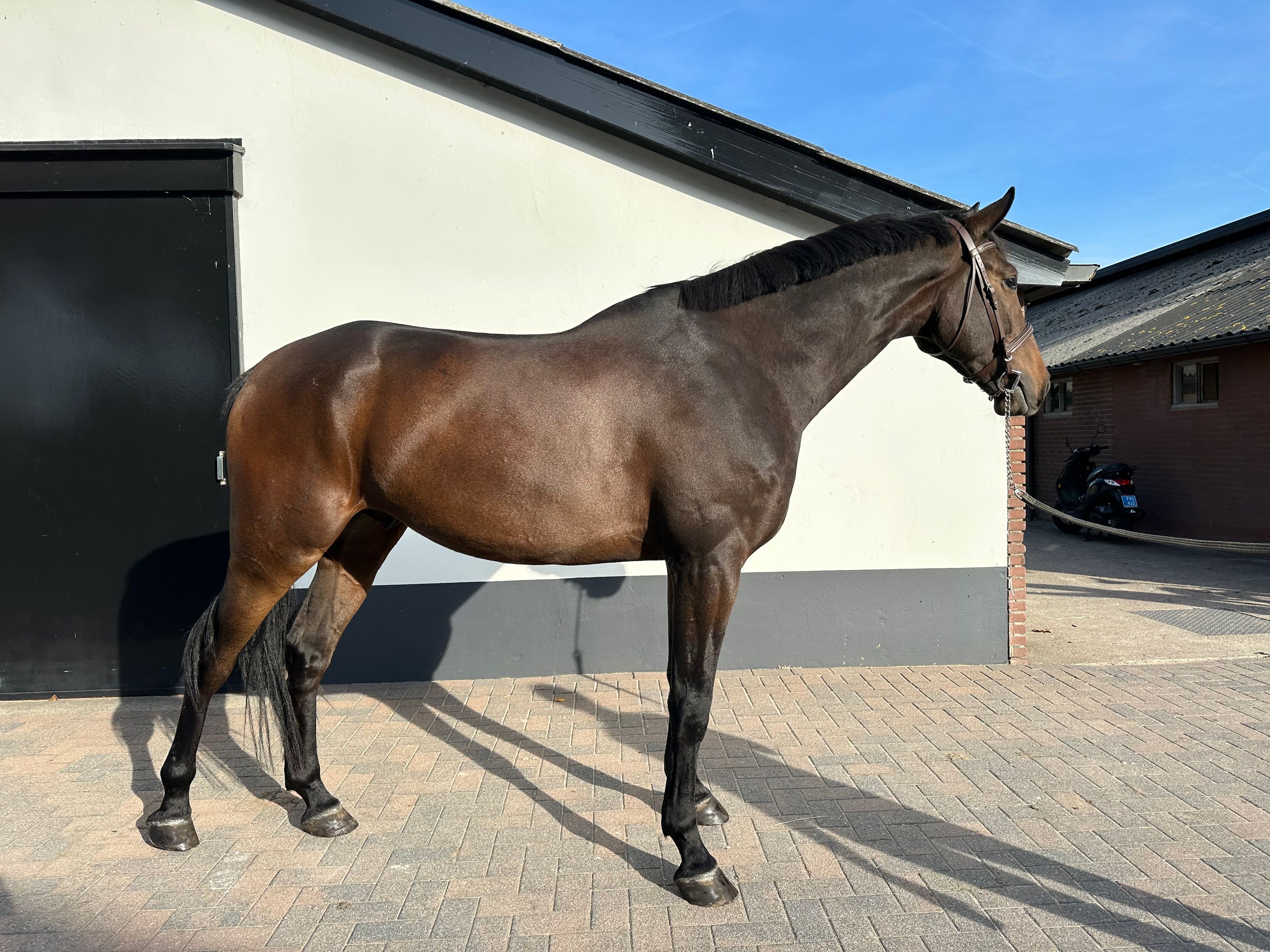 springpaard ruin 4 years old donkerbruin for sale - Photo 4