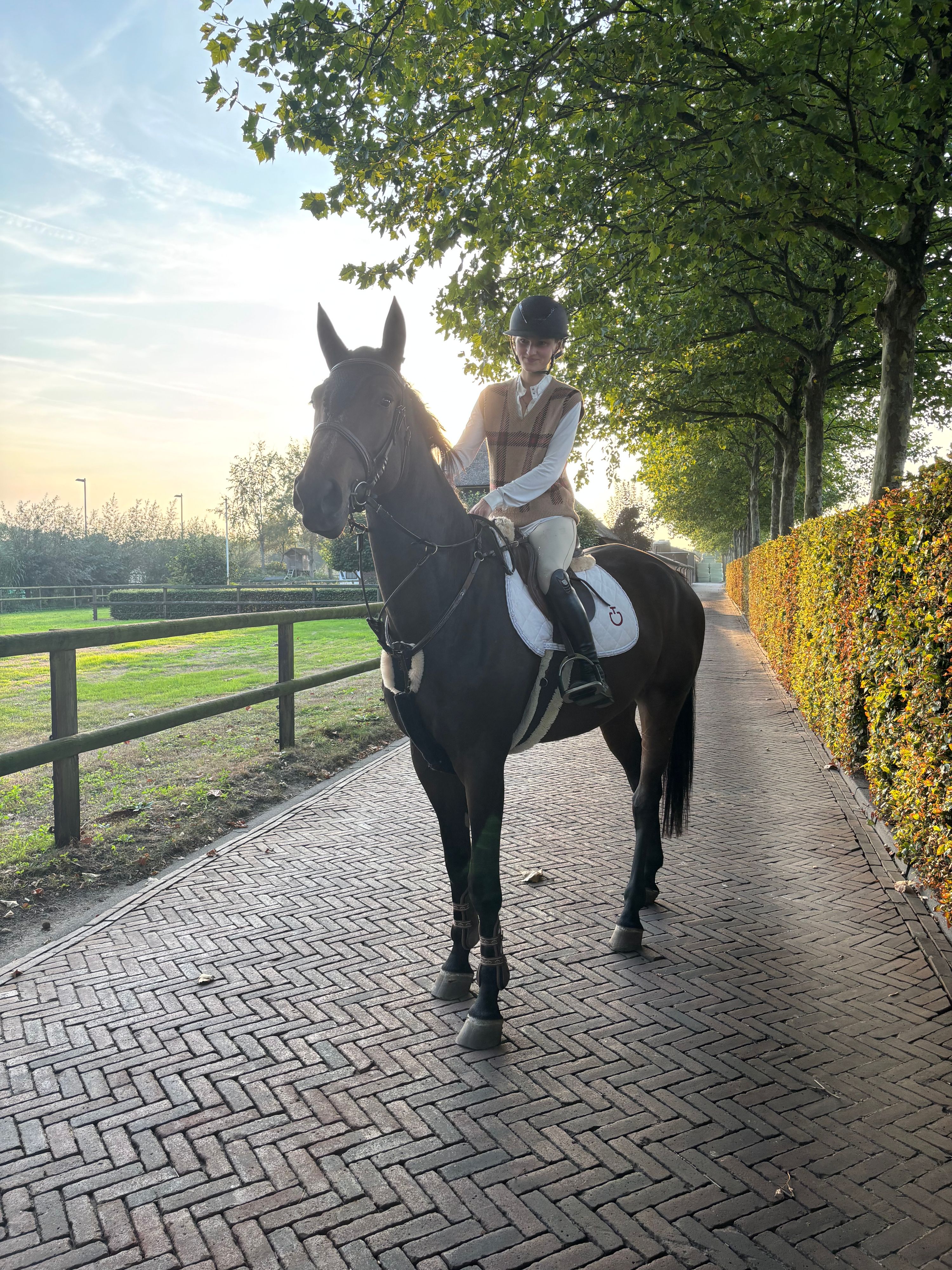 springpaard ruin 4 years old donkerbruin for sale - Main photo