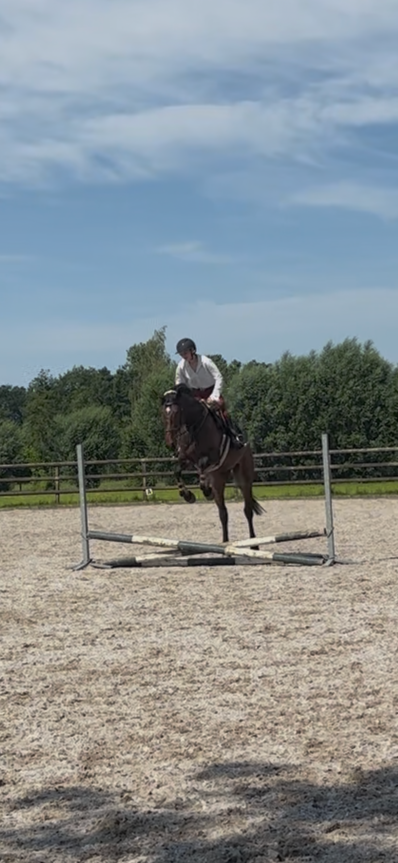 springpaard ruin 4 years old donkerbruin for sale - Photo 6