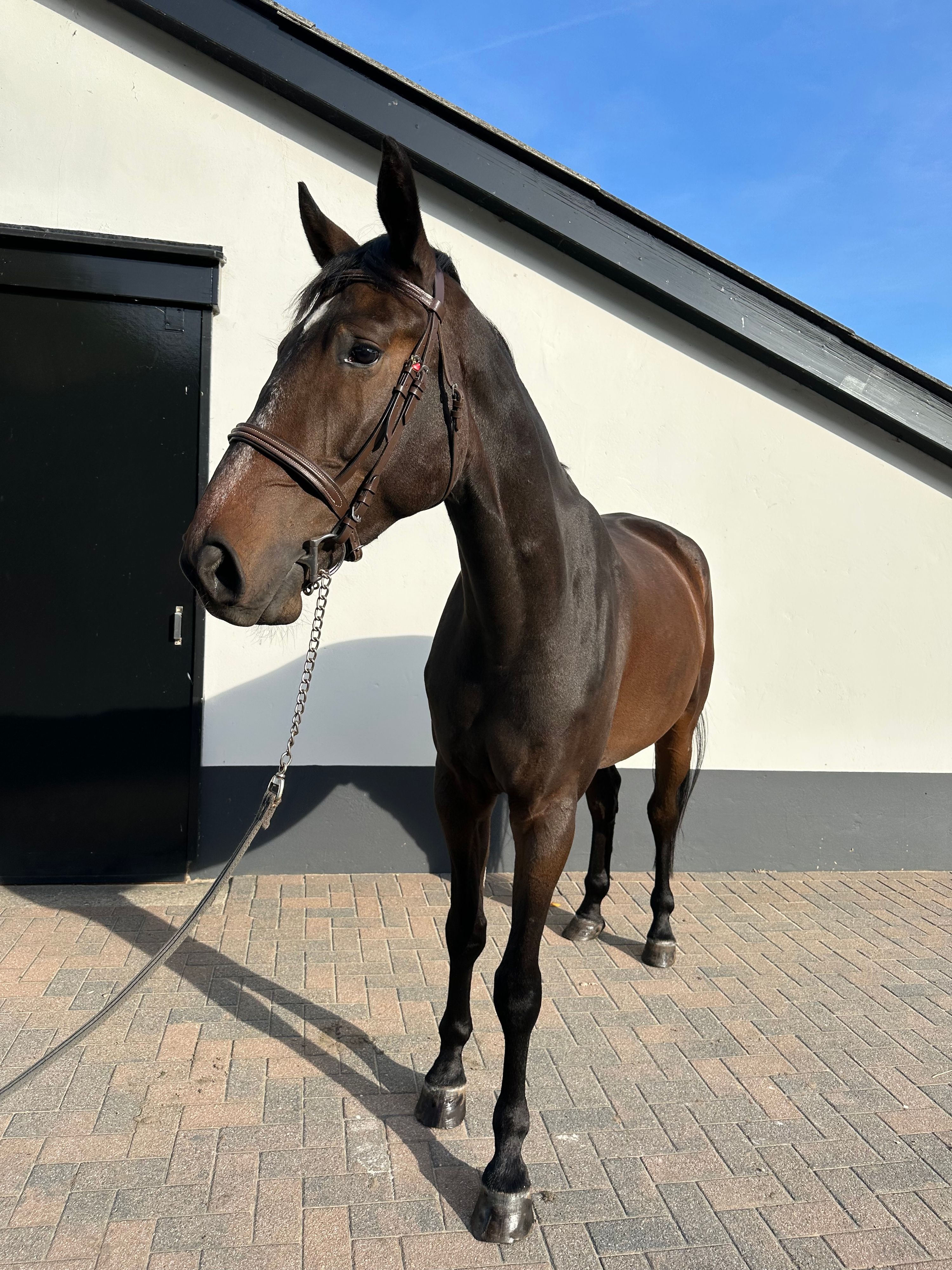 springpaard ruin 4 years old donkerbruin for sale - Photo 3