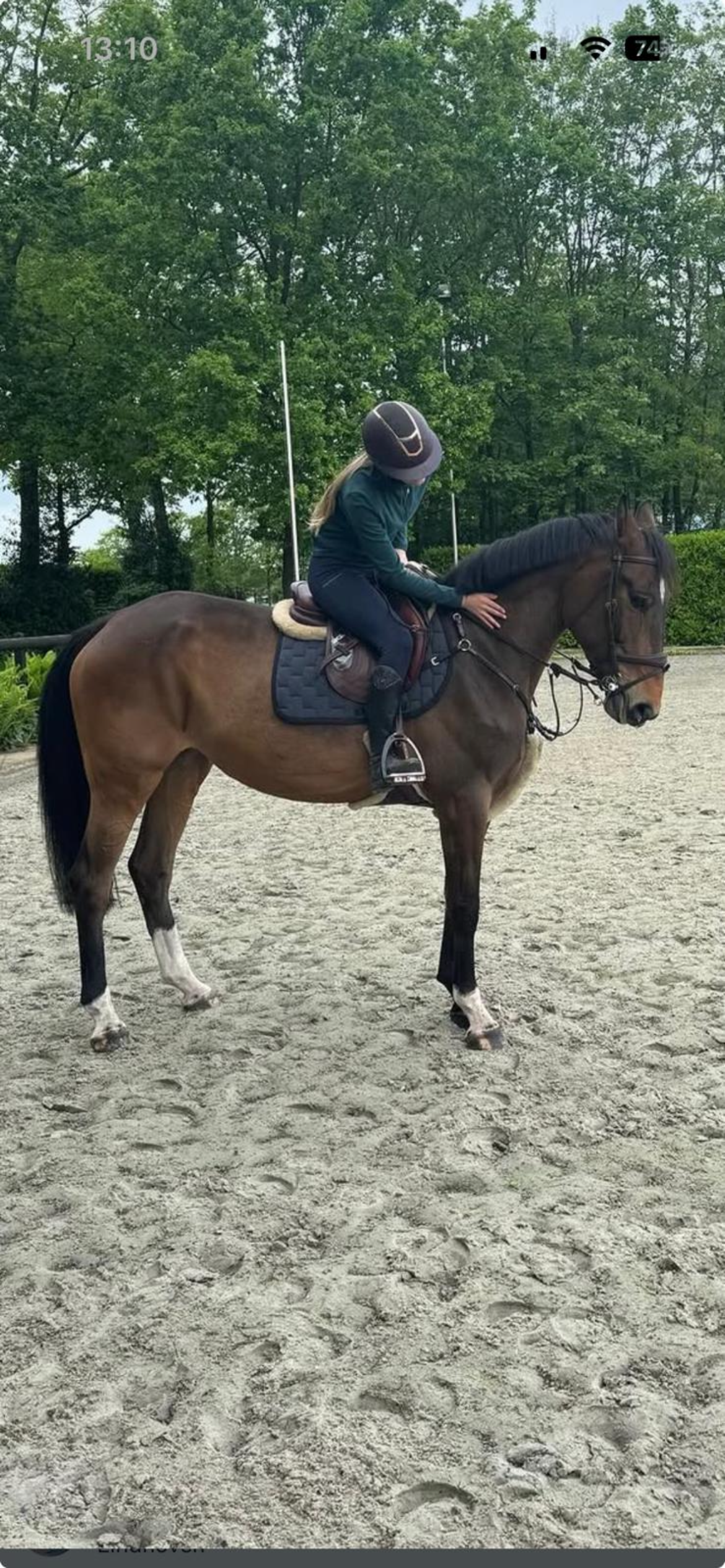 anglo-europees springpaard merrie 8 سنوات donkerbruin للبيع - صورة 2