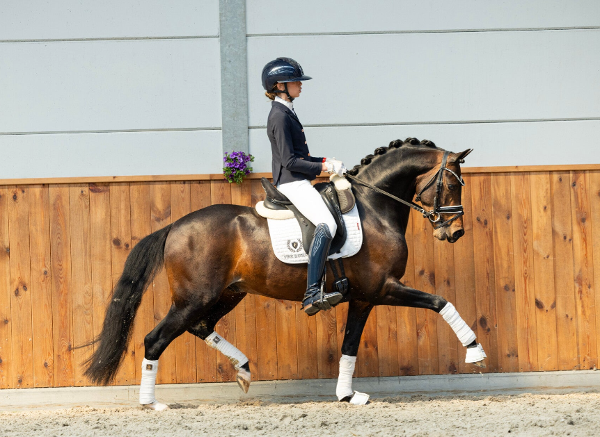 welsh allround-pony merrie 0 Jahre alt bruin zu verkaufen - Foto 2