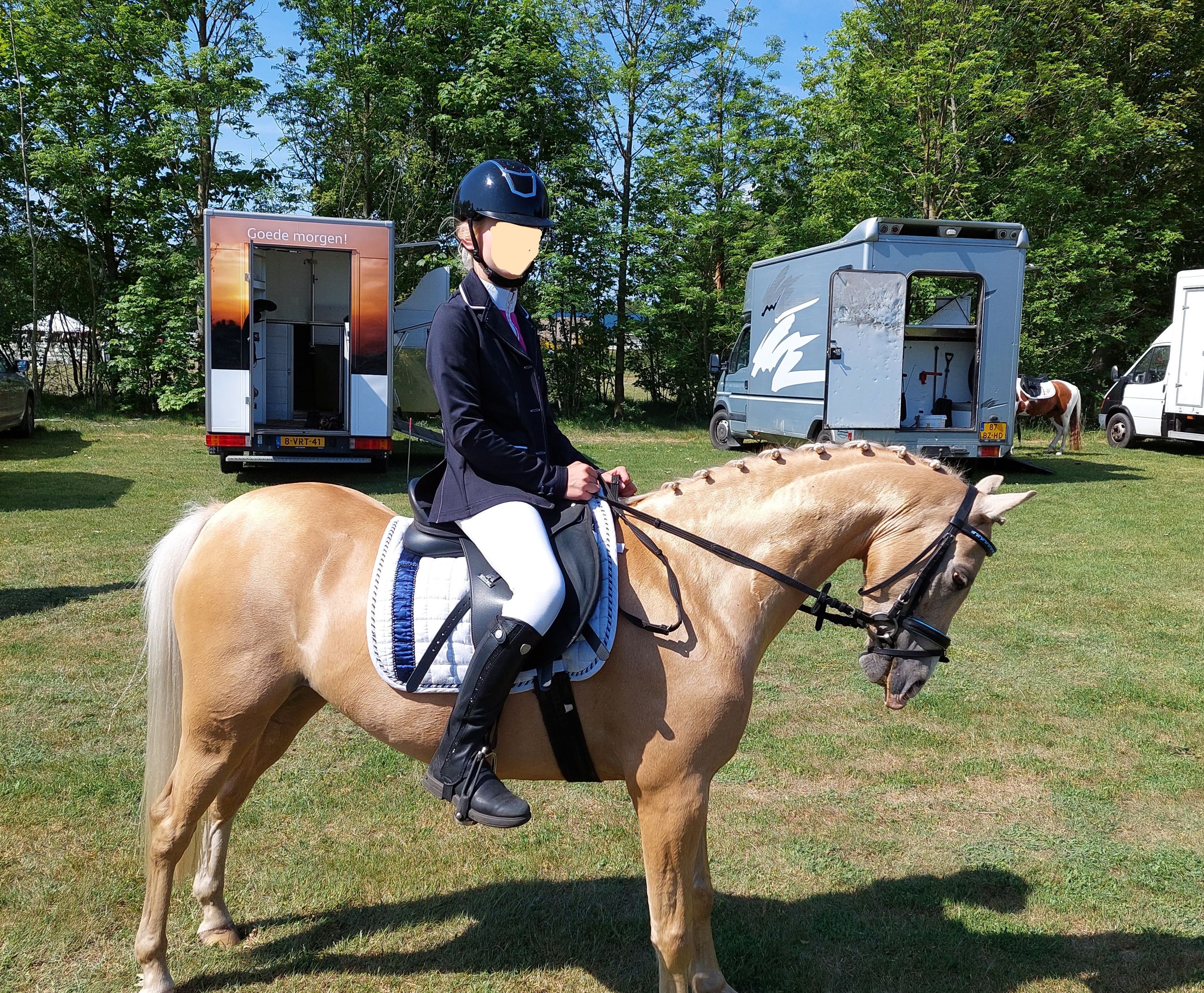 welsh allround-pony merrie 0 Jahre alt bruin zu verkaufen - Foto 3