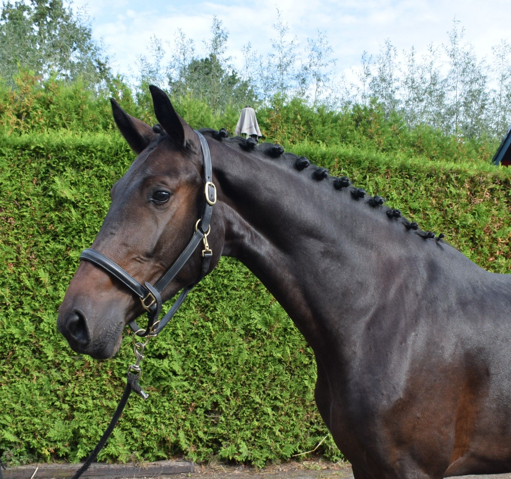zangersheide springpaard merrie 3 سنوات donkerbruin للبيع - صورة 2
