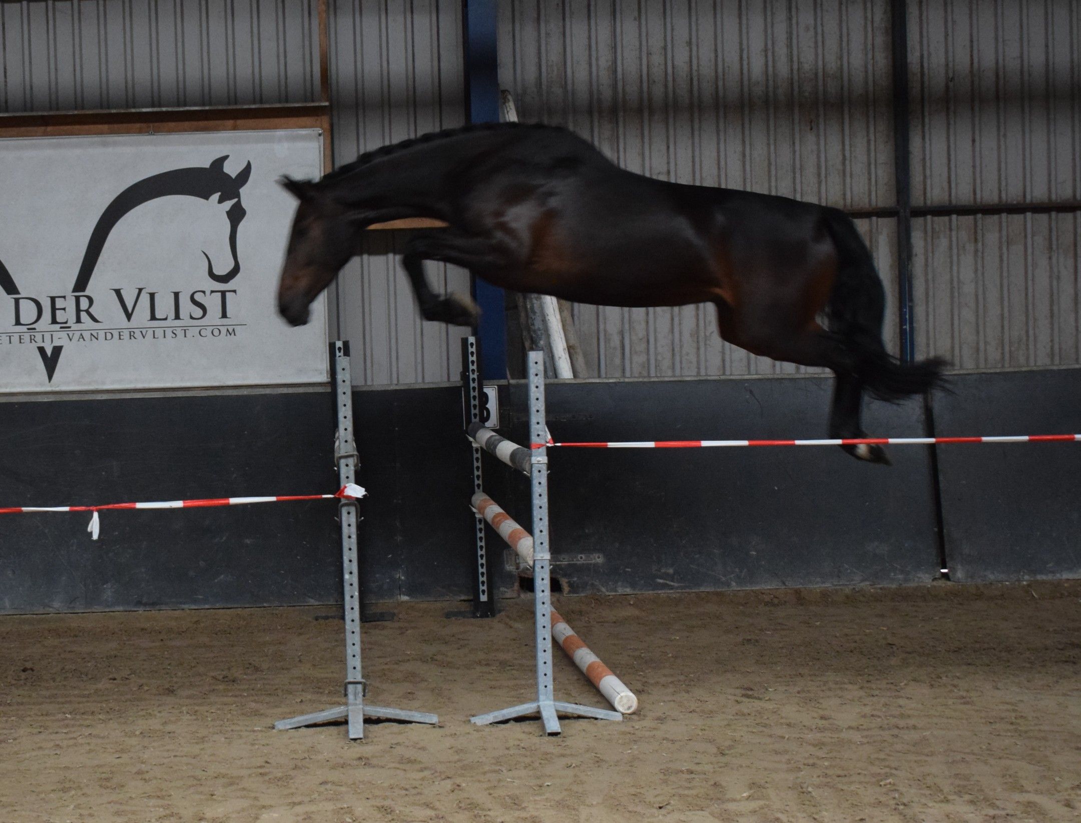 zangersheide springpaard merrie 3 سنوات donkerbruin للبيع - صورة 5