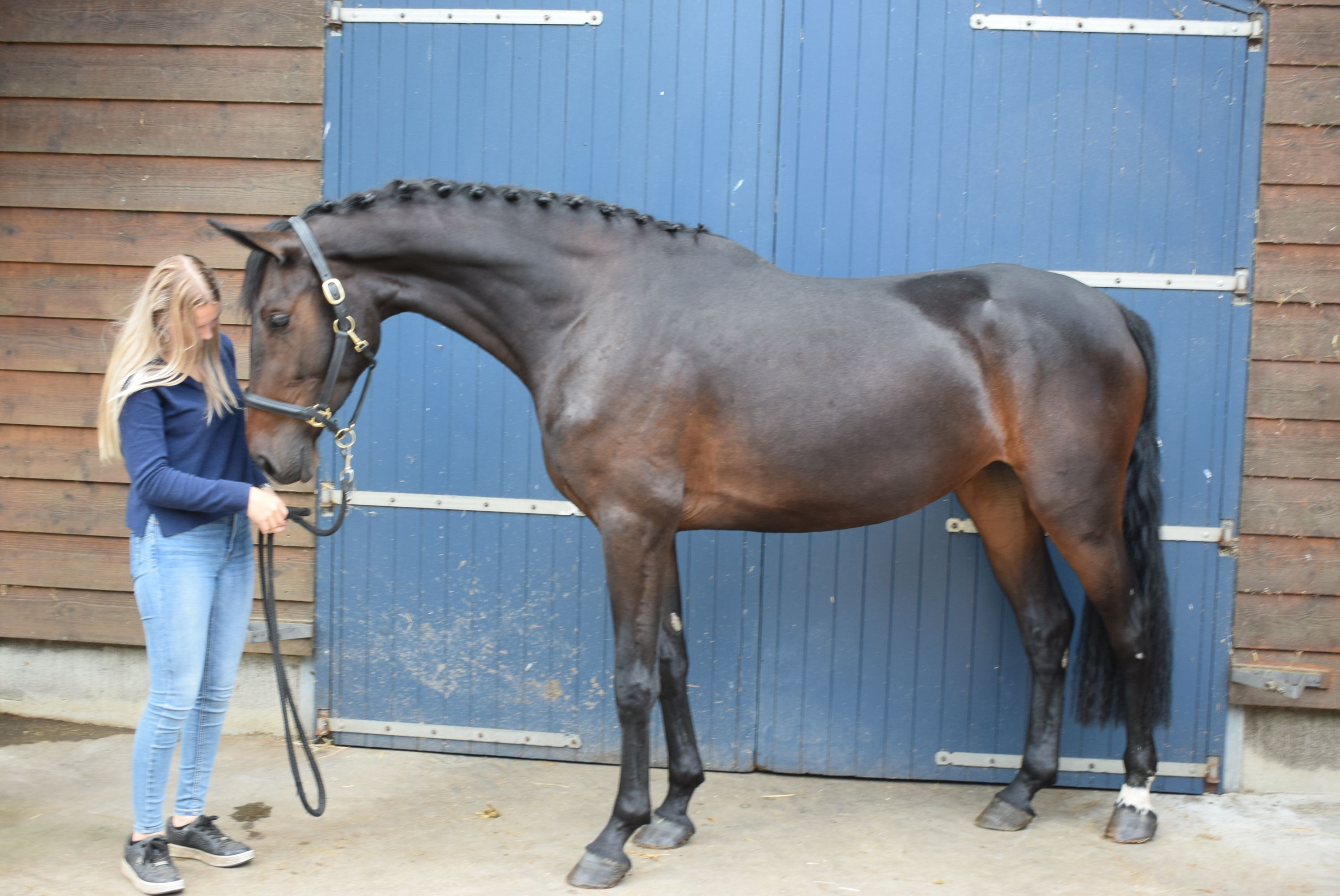 zangersheide springpaard merrie 3 سنوات donkerbruin للبيع - صورة 4