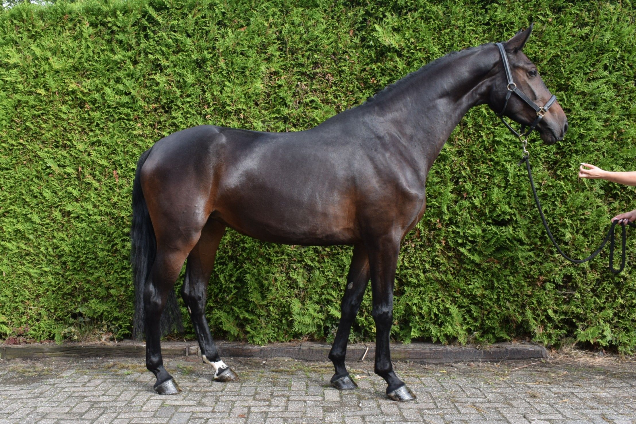 zangersheide springpaard merrie 3 سنوات donkerbruin للبيع - صورة 3