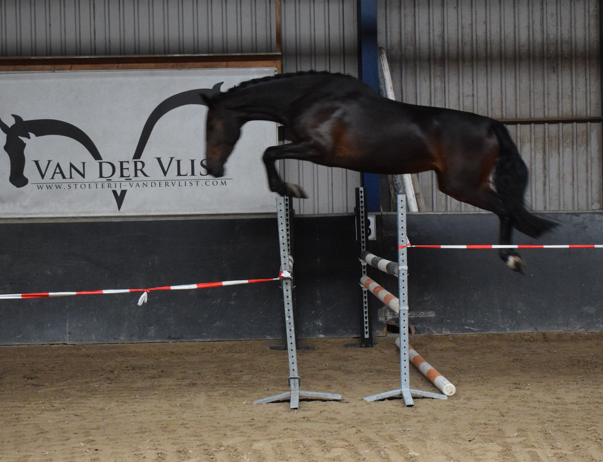 zangersheide springpaard merrie 3 سنوات donkerbruin للبيع - صورة 6
