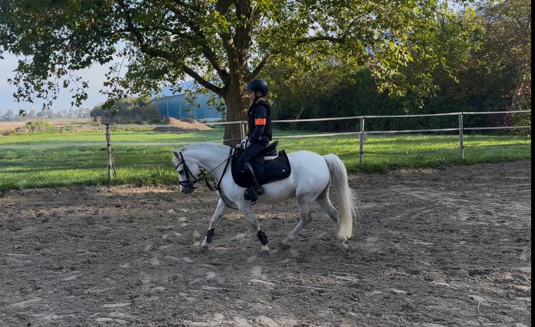 welsh allround-pony ruin 11 Jahre alt schimmel zu verkaufen - Foto 6