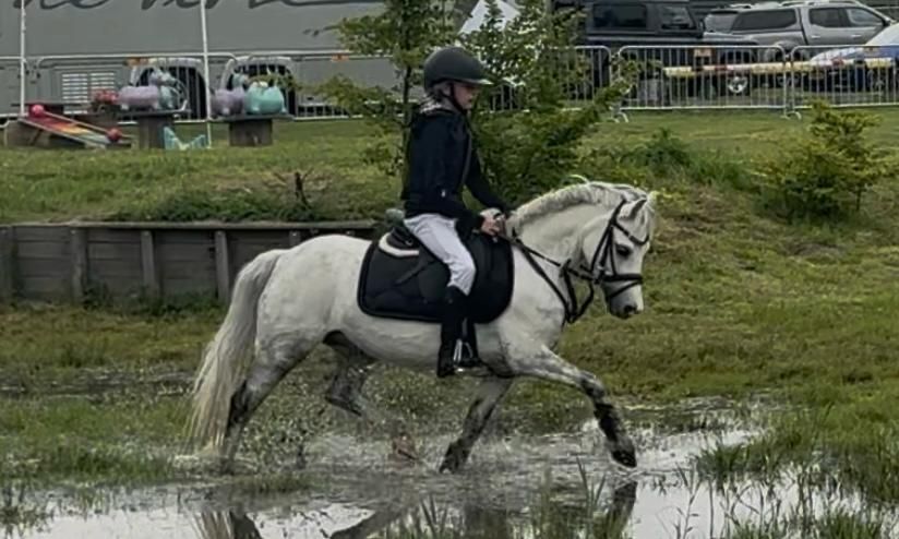 welsh allround-pony ruin 11 Jahre alt schimmel zu verkaufen - Foto 2