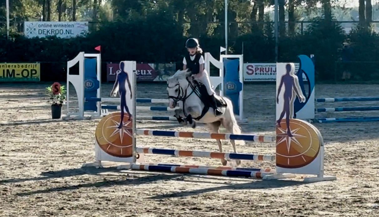 welsh allround-pony ruin 11 Jahre alt schimmel zu verkaufen - Foto 4