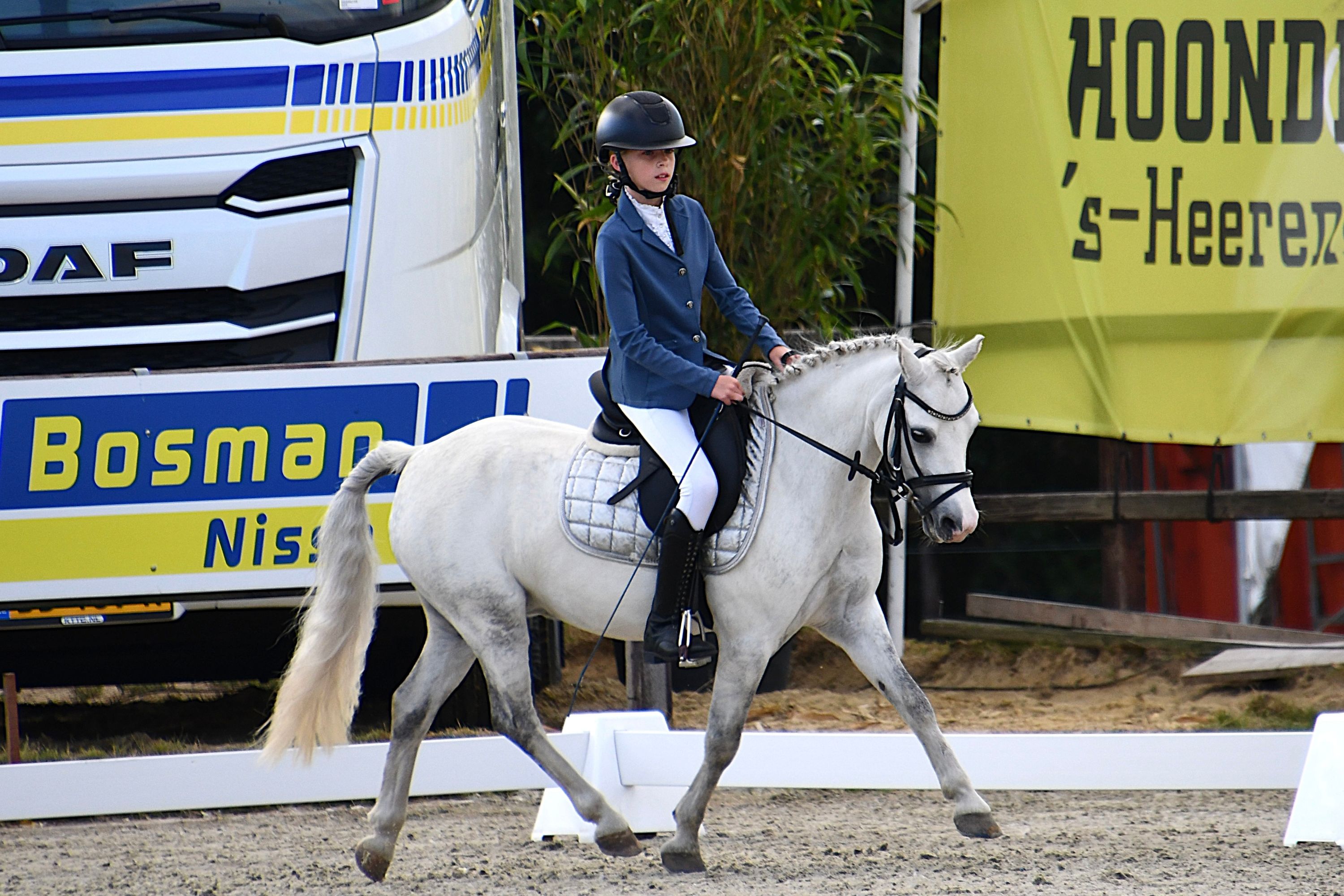 welsh allround-pony ruin 11 Jahre alt schimmel zu verkaufen - Foto 3