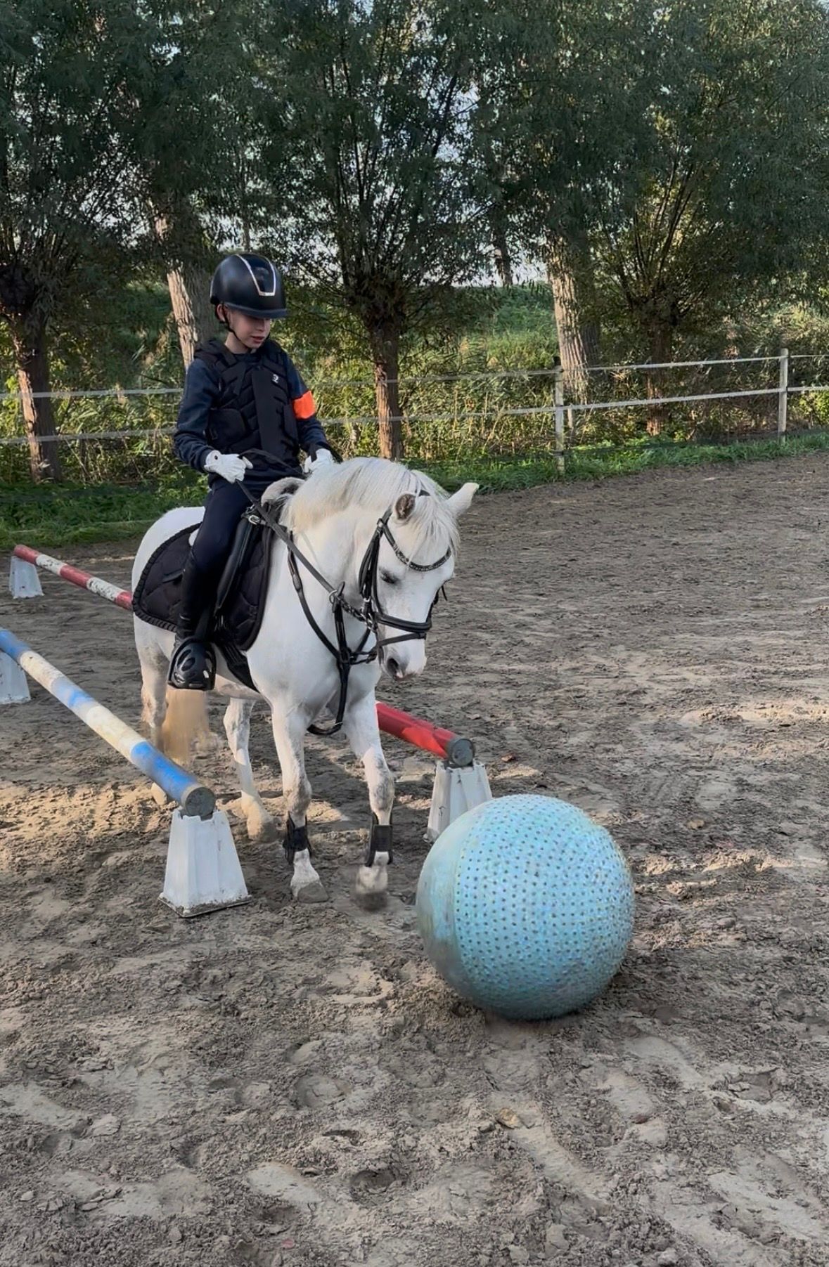 welsh allround-pony ruin 11 Jahre alt schimmel zu verkaufen - Foto 5