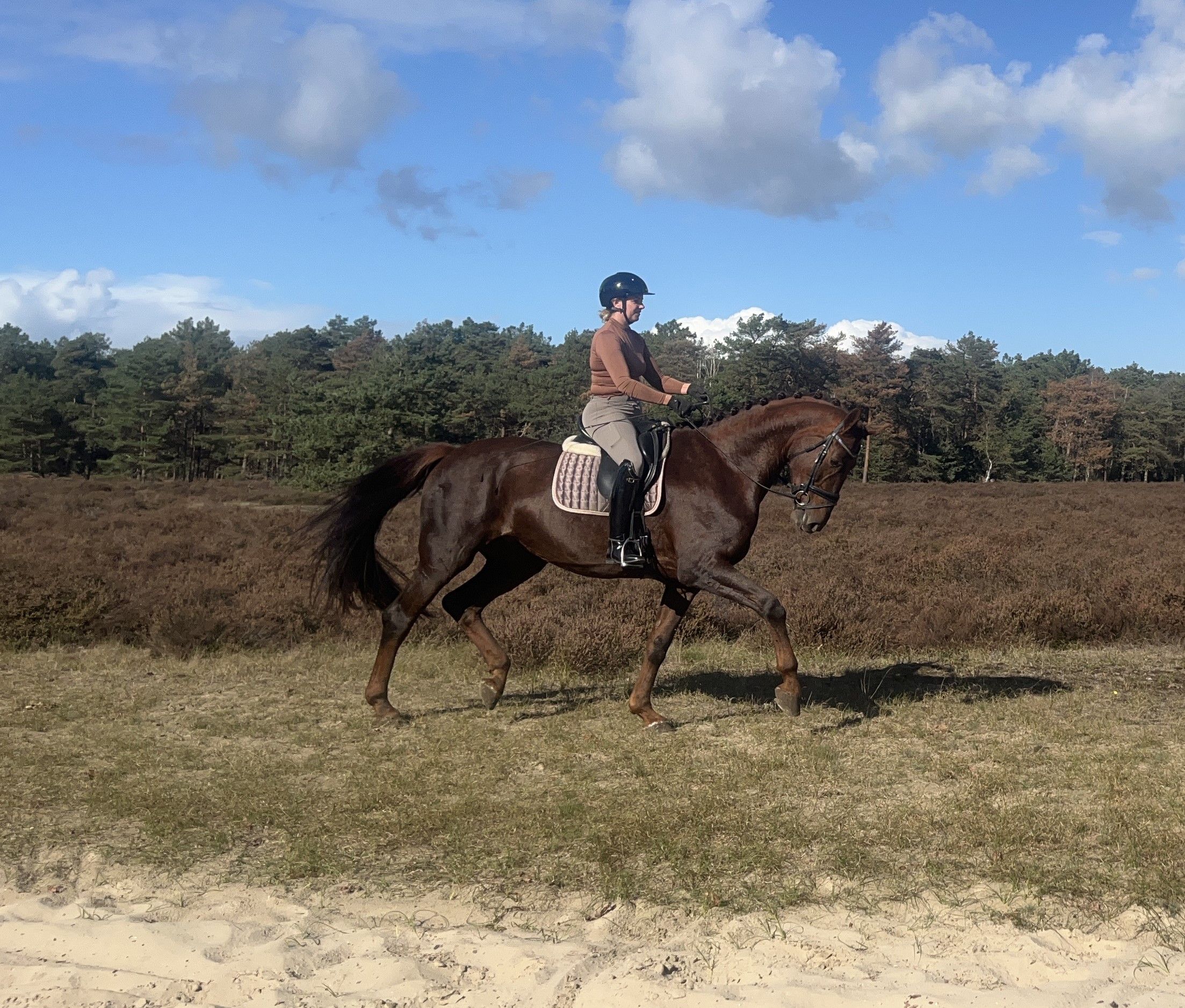 oldenburg dressuurpaard merrie 7 Jahre alt vos zu verkaufen - Foto 3