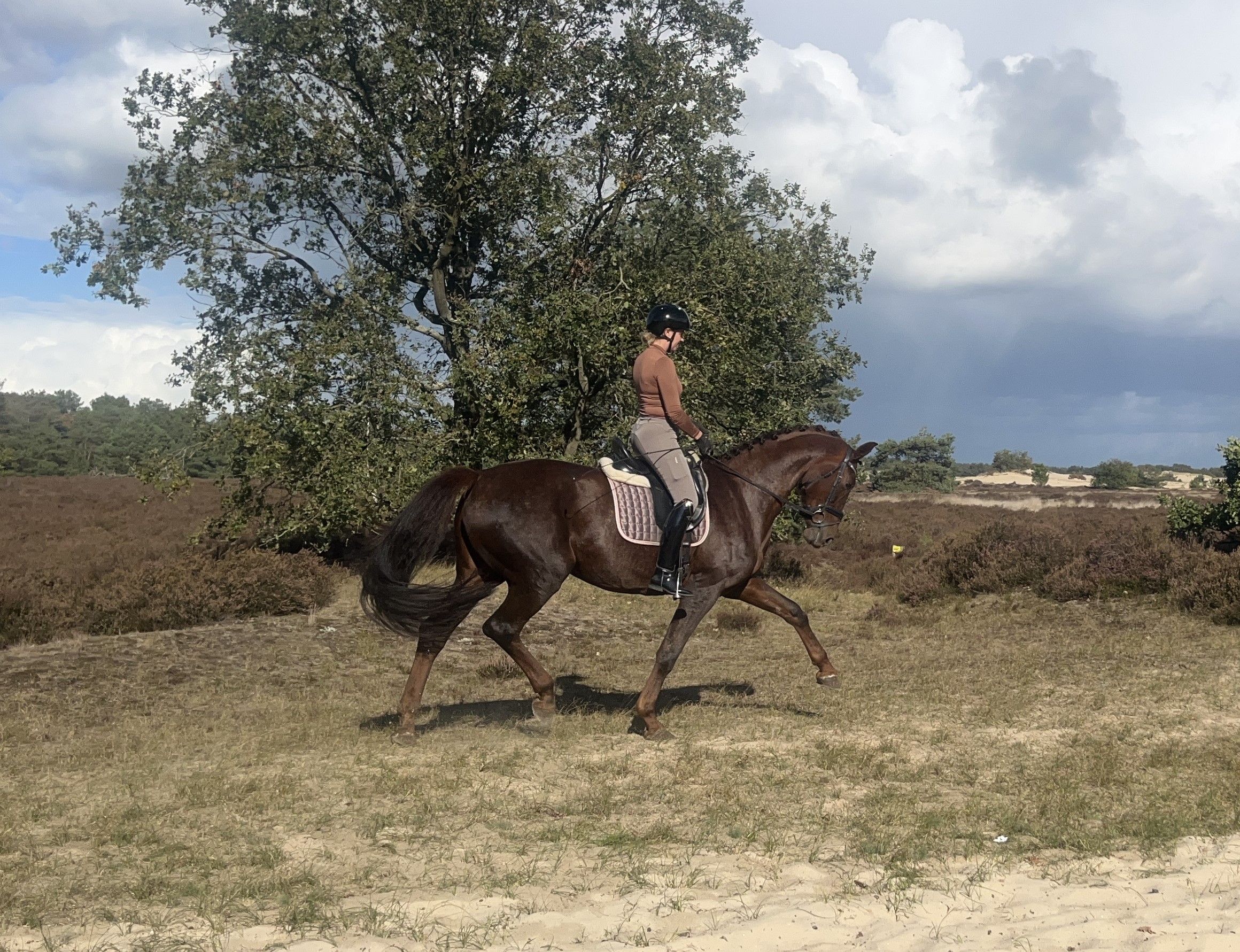 oldenburg dressuurpaard merrie 7 Jahre alt vos zu verkaufen - Foto 4