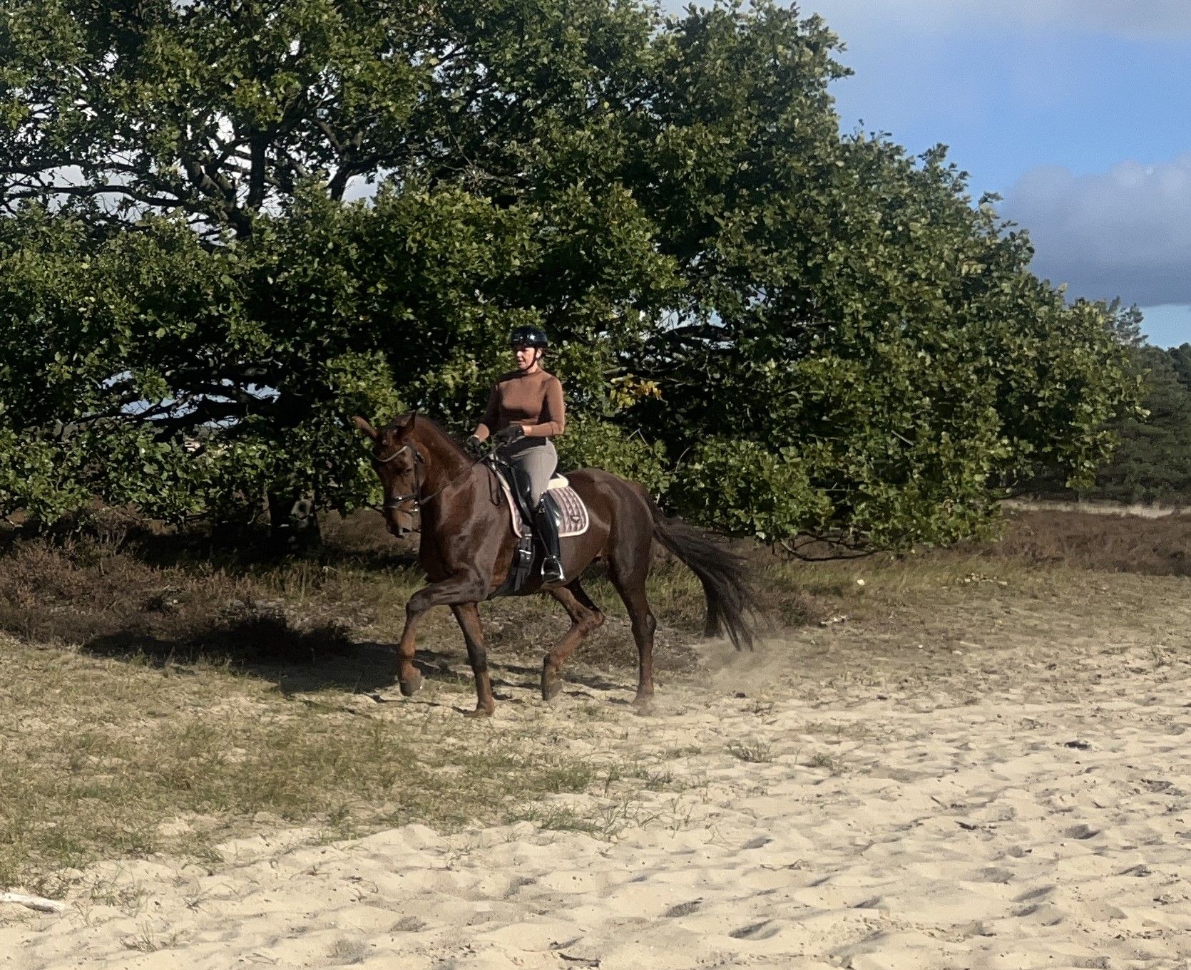 oldenburg dressuurpaard merrie 7 Jahre alt vos zu verkaufen - Foto 5