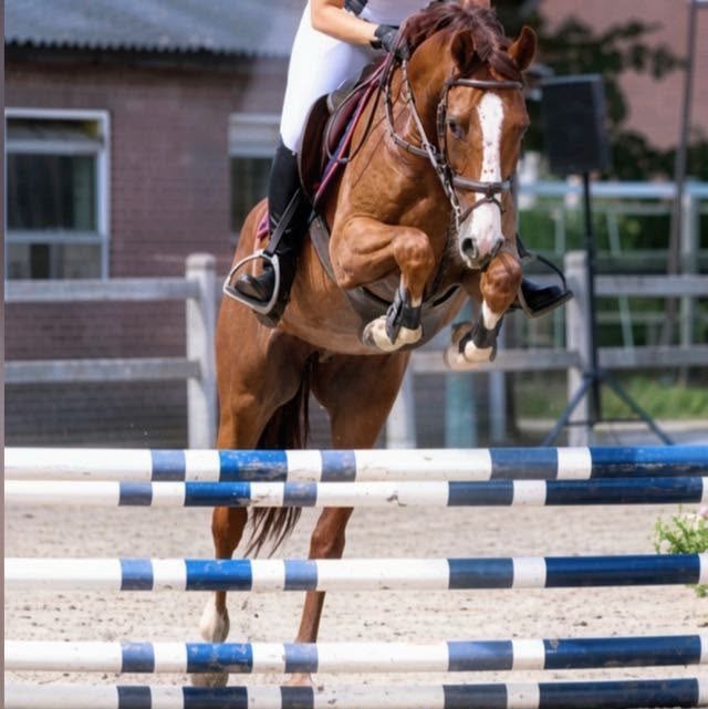 kwpn springpaard ruin 4 år vos till salu - Foto 2