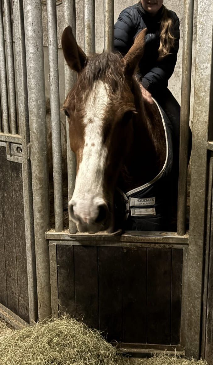 kwpn springpaard ruin 4 år vos till salu - Foto 4