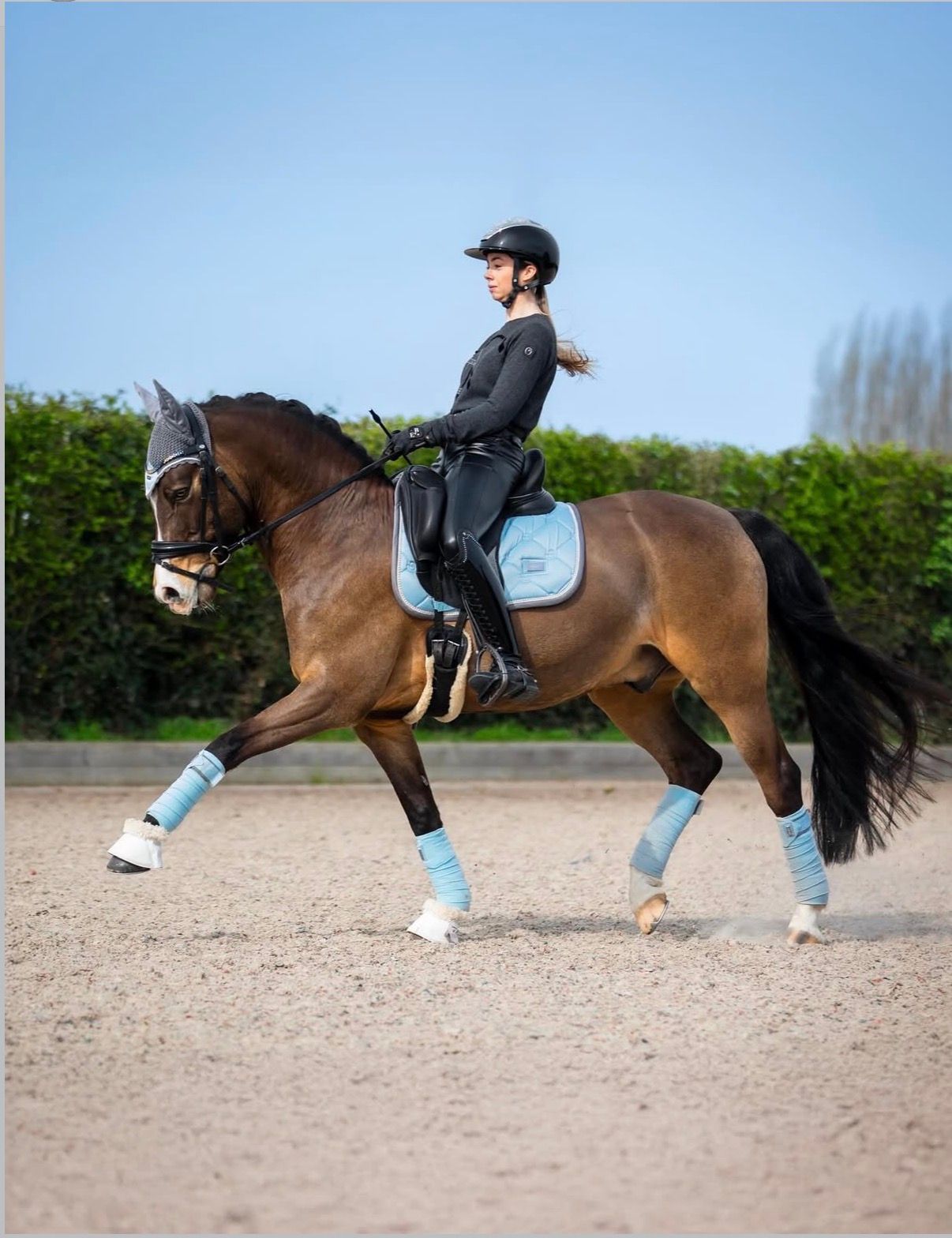 Top Dressuurpony te koop
