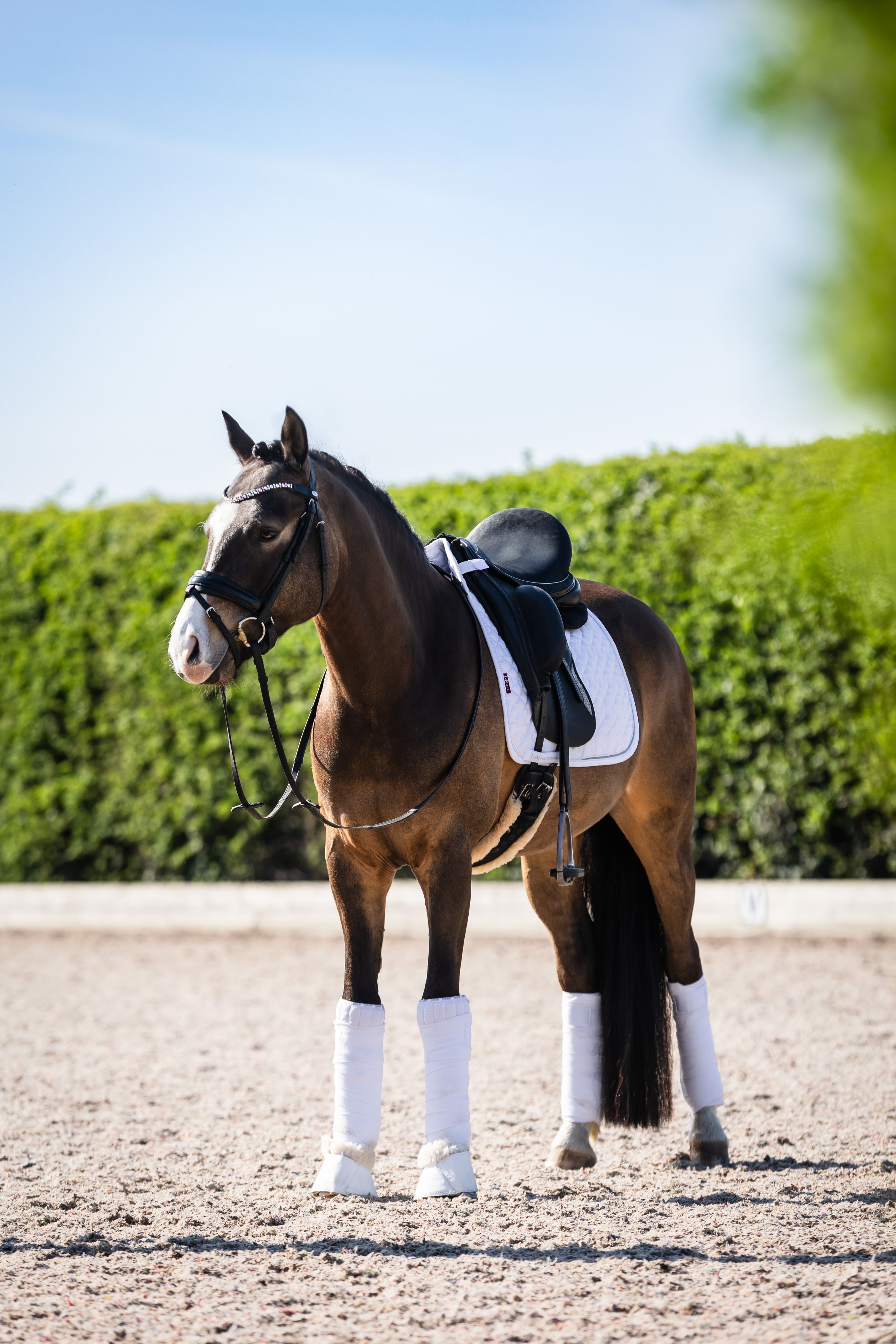 westfalen dressuurpony ruin 9 jaar andere-kleur te koop - Foto 3