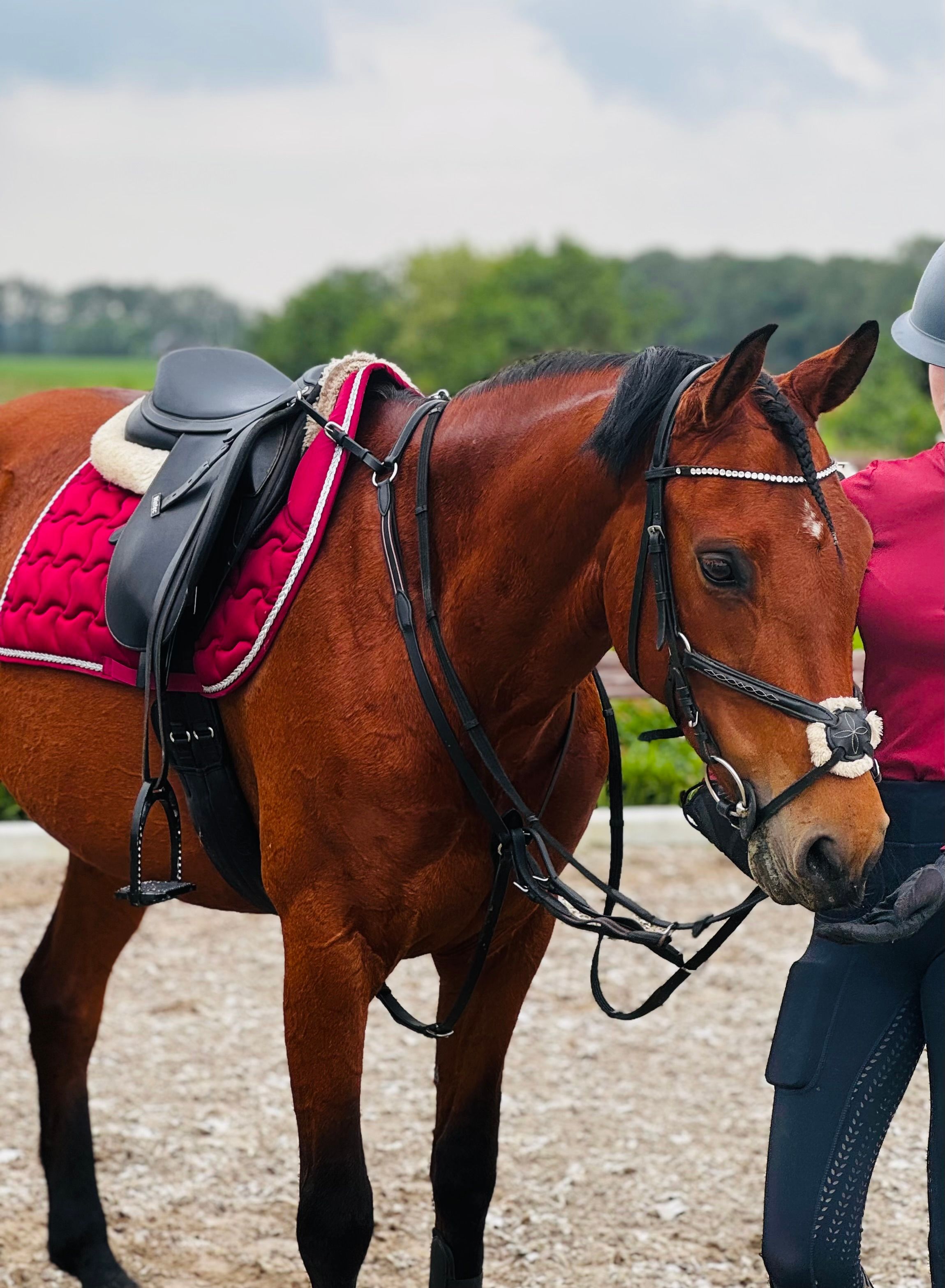 allround-pony merrie 11 jaar donkerbruin te koop - Foto 3