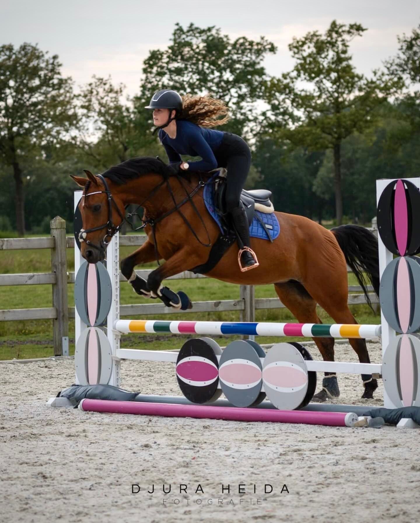 allround-pony merrie 11 jaar donkerbruin te koop - Foto 4