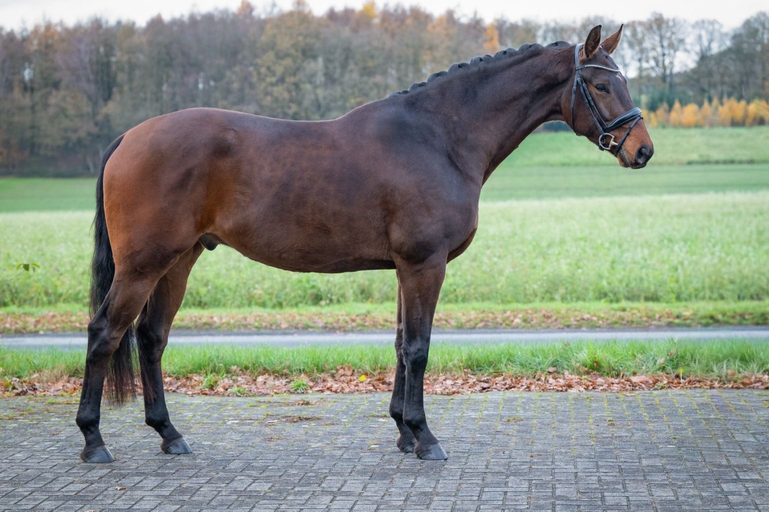 hanovarian dressuurpaard ruin 5 Jahre alt bruin zu verkaufen - Foto 3