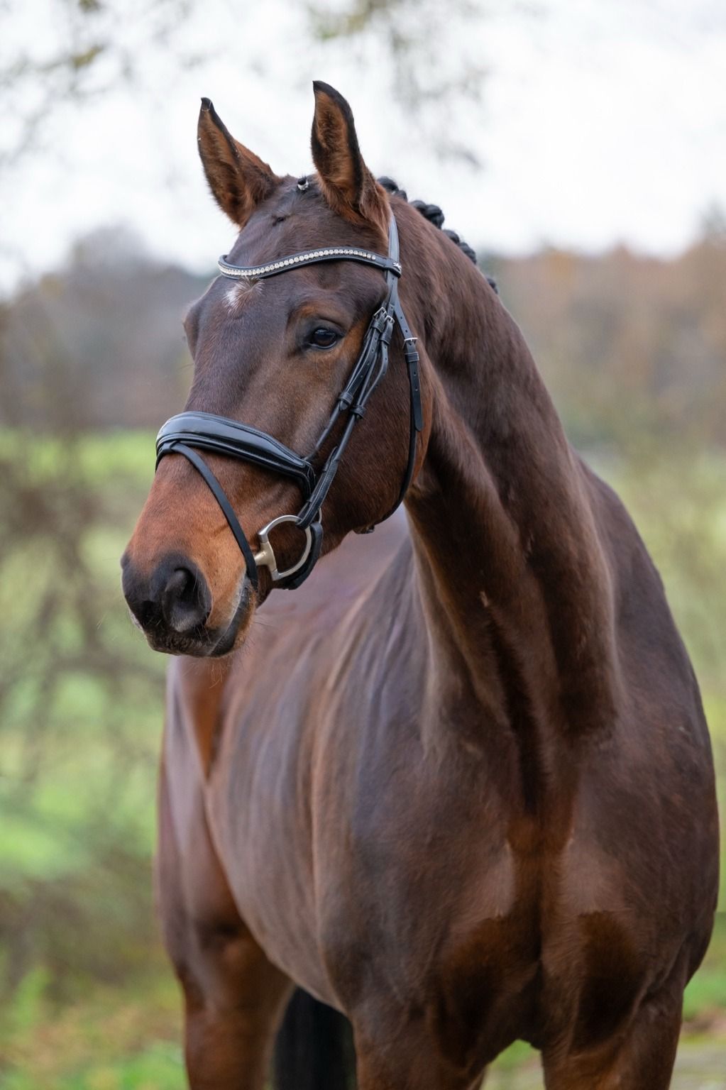 hanovarian dressuurpaard ruin 5 Jahre alt bruin zu verkaufen - Foto 4
